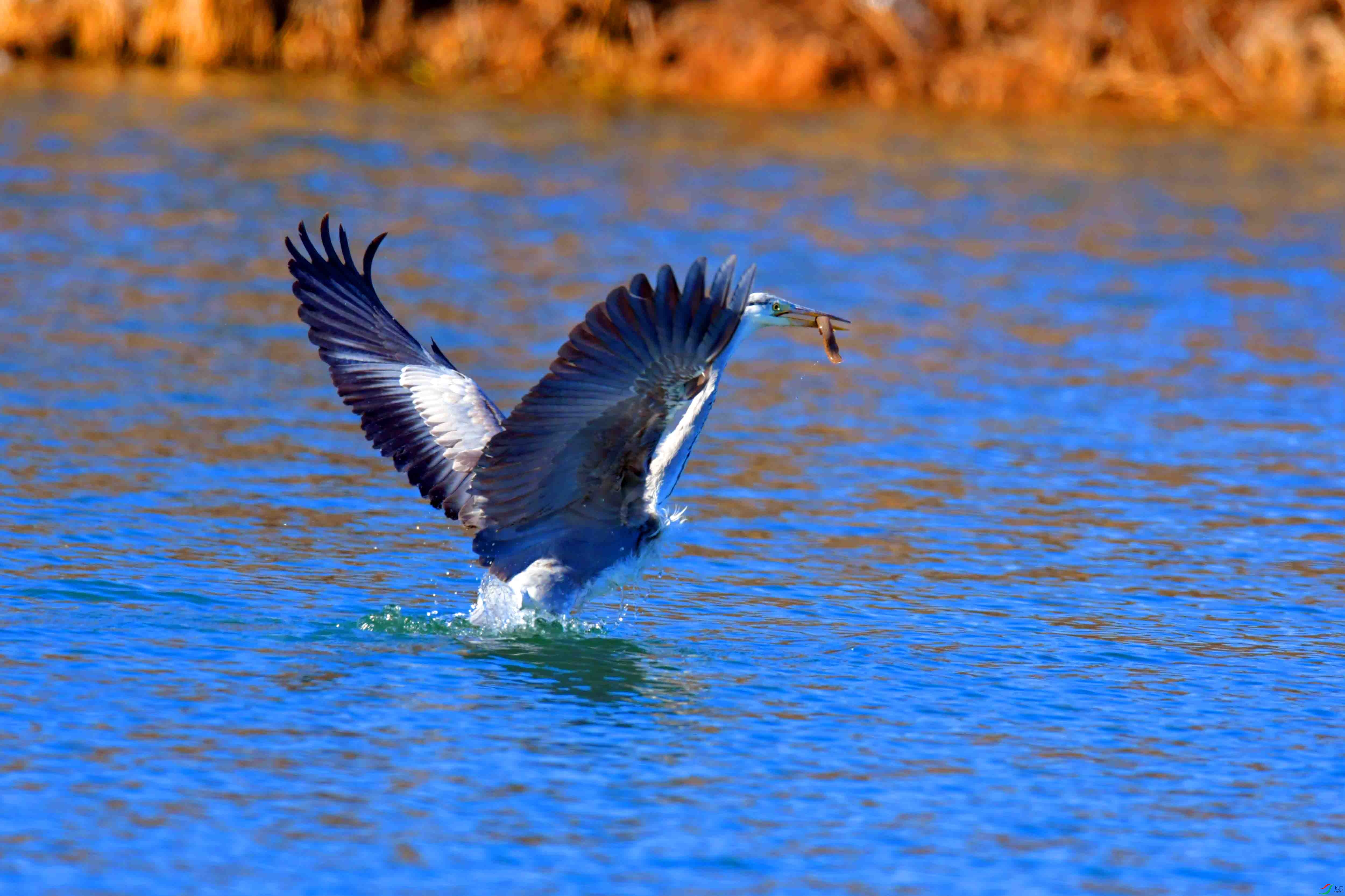 DSC_3237.JPG