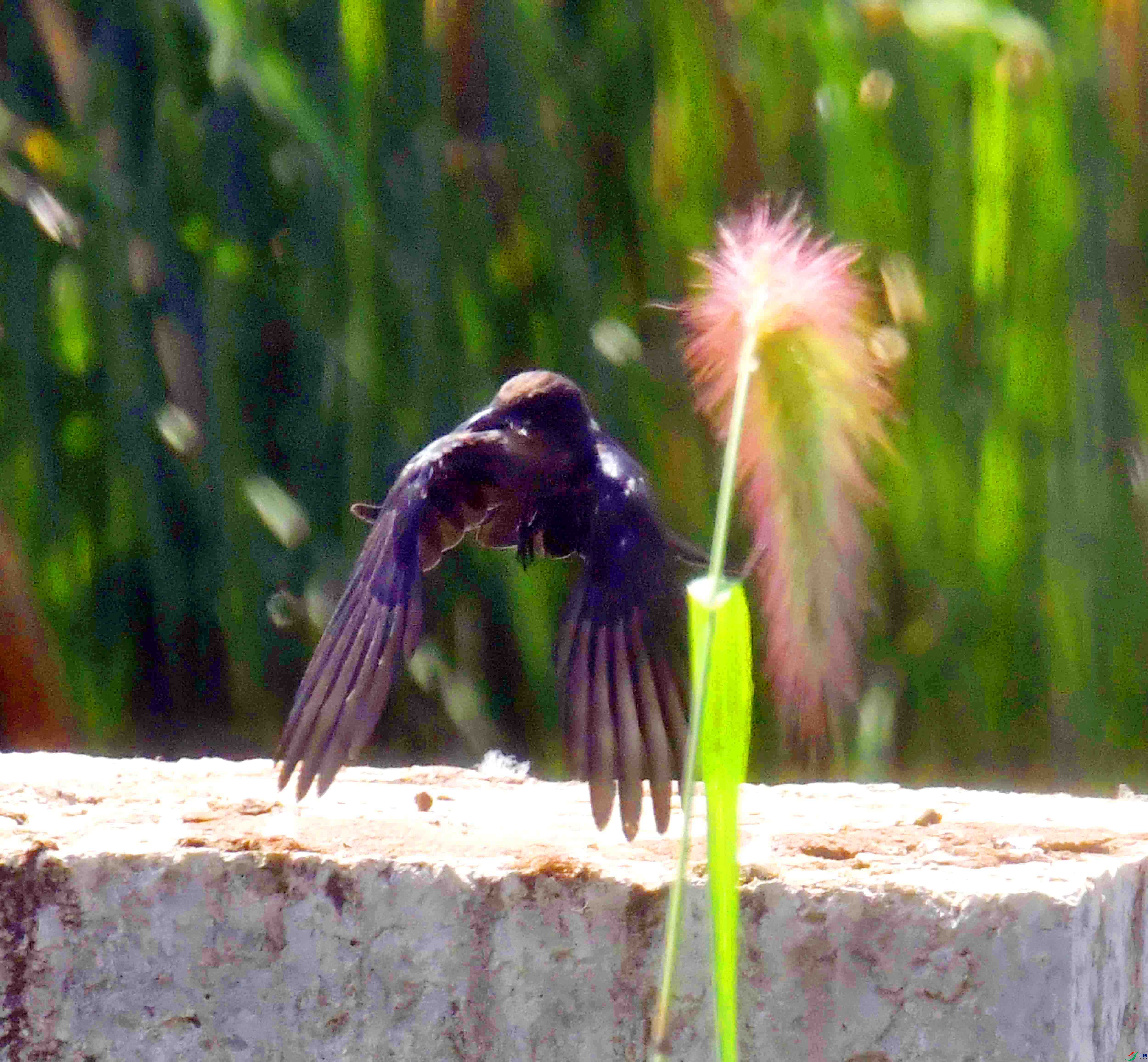 DSC_1848.JPG
