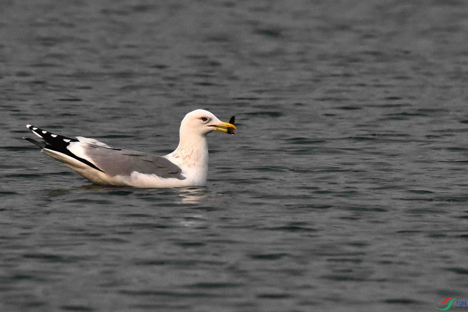 DSC_4971.JPG