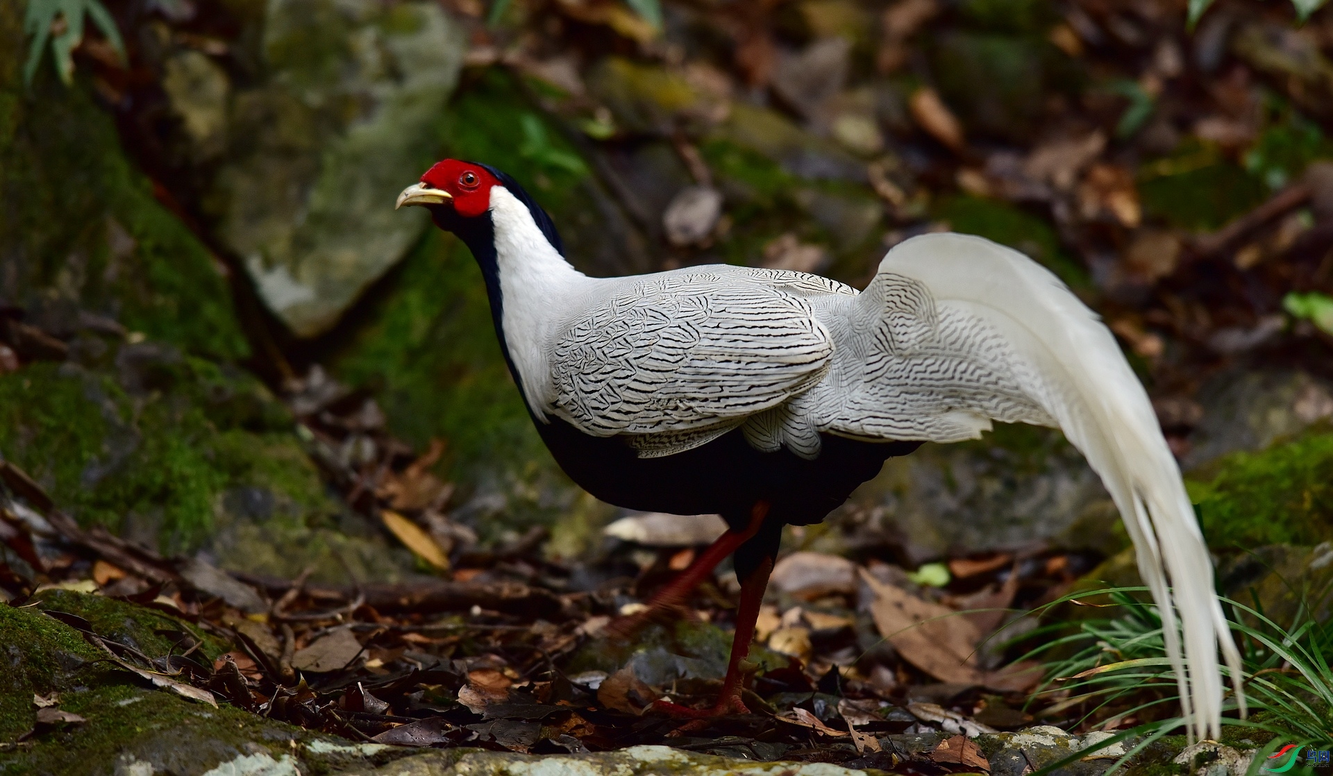 D8I_0786.jpg