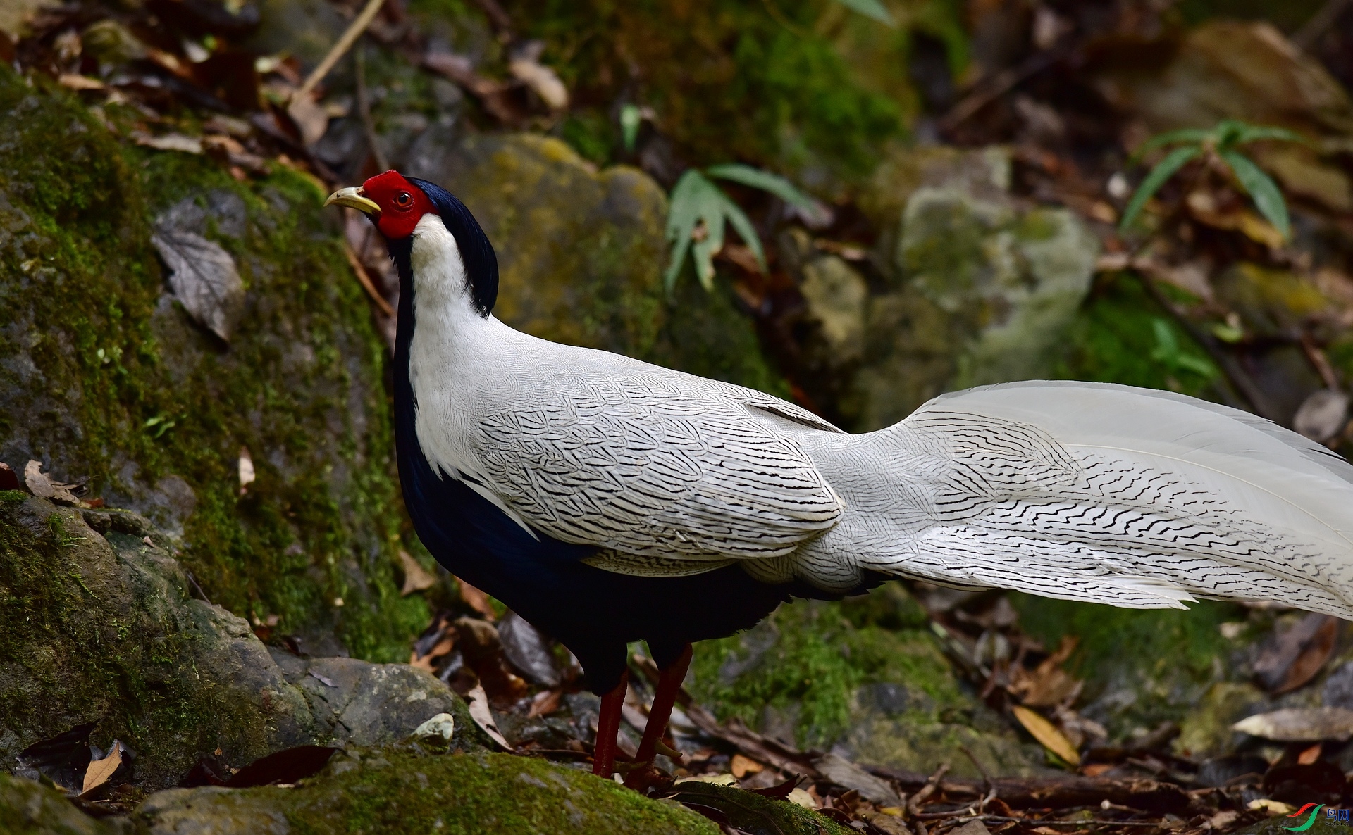 D8I_0793.jpg