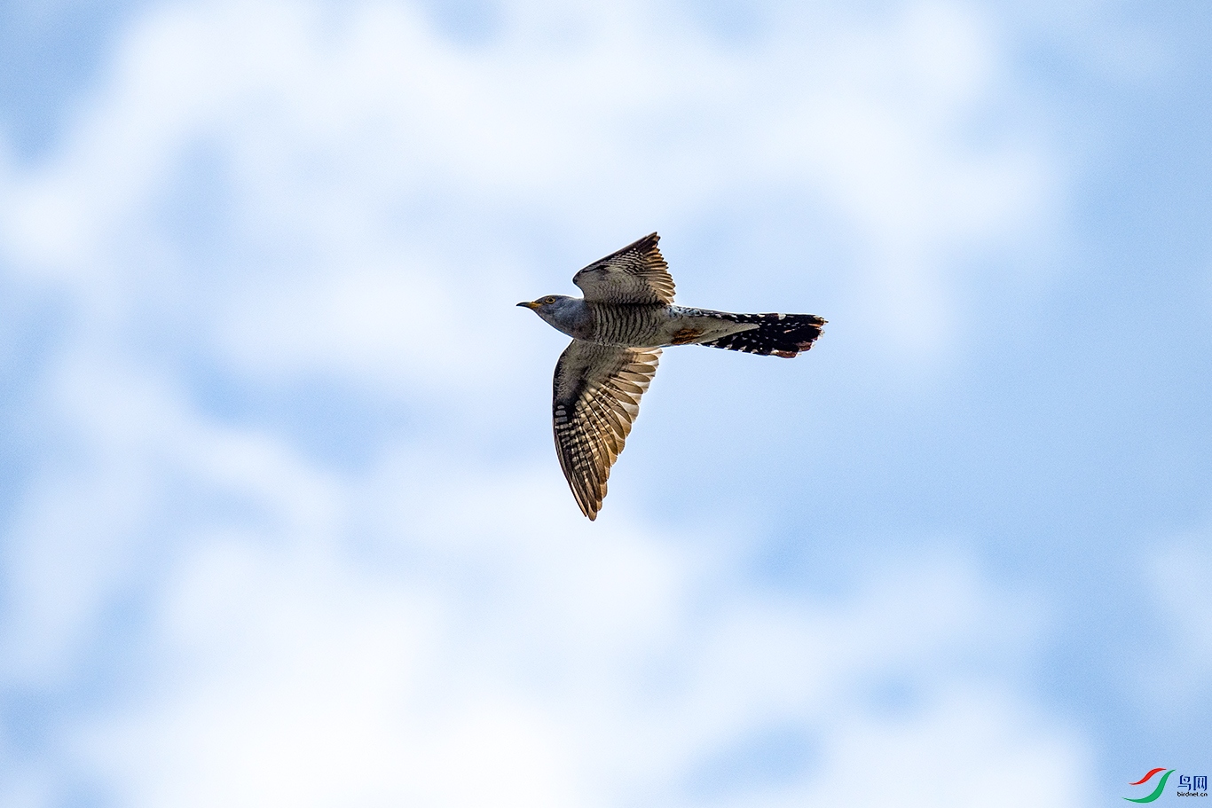 _DSC0736-.jpg