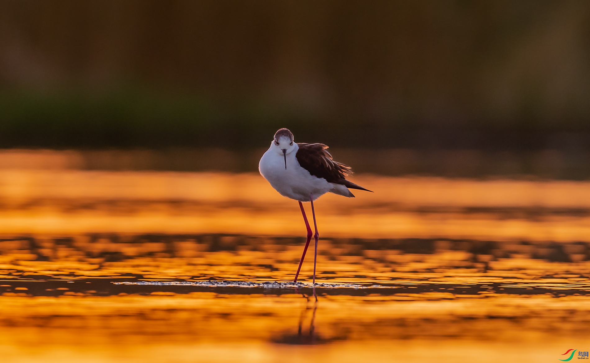 �ڳ᳤����