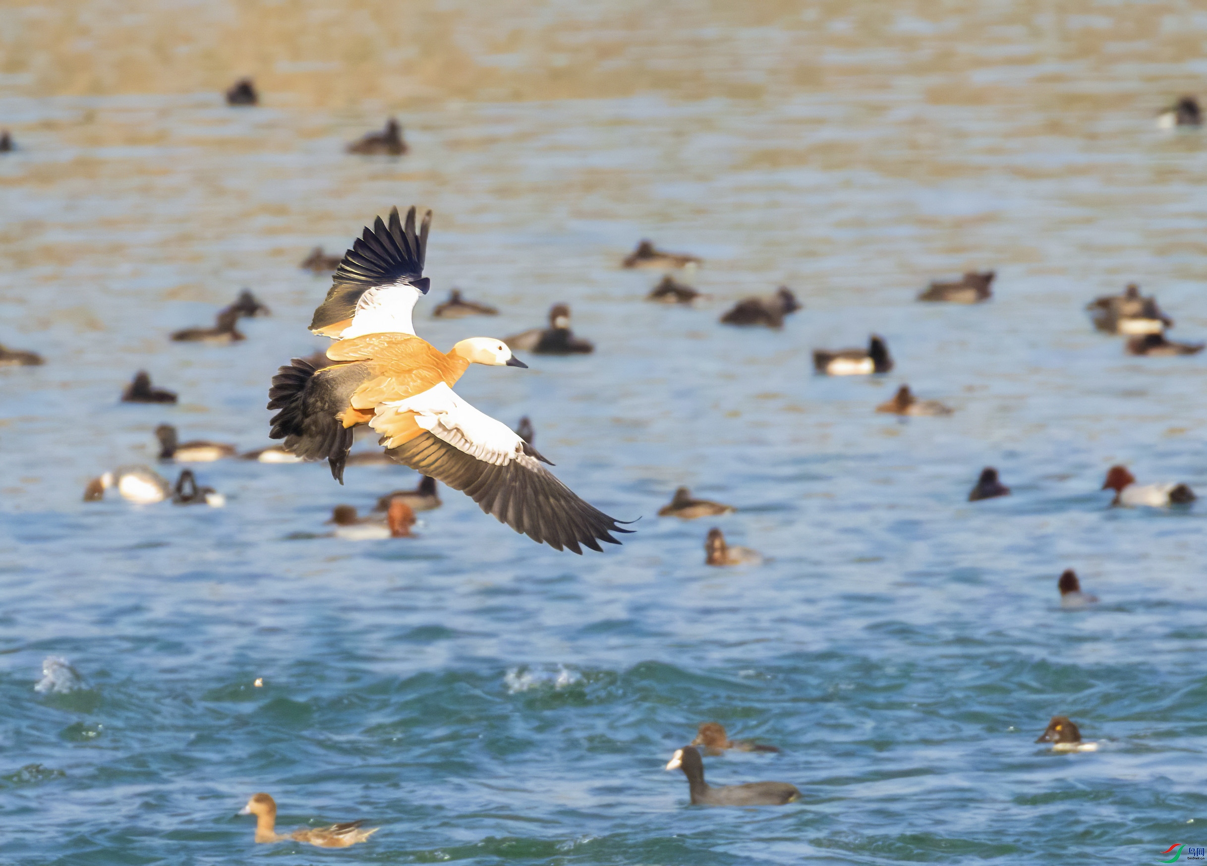 C87A0341 ���� 2(1).jpg