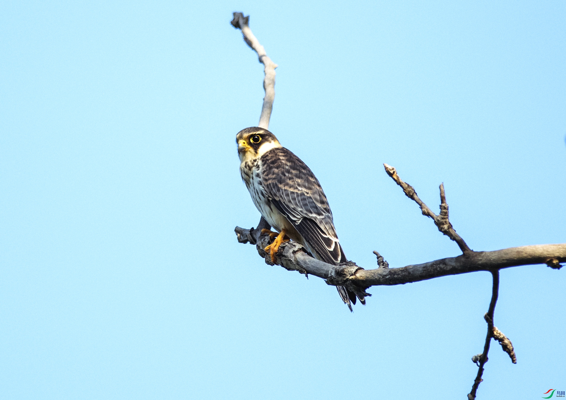 DSC_9115.jpg