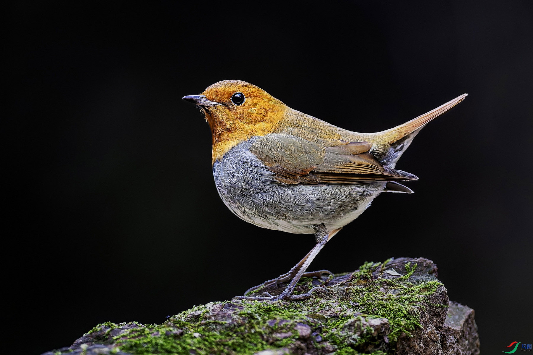 WXL_9533_DxO ����01_2 ����.jpg