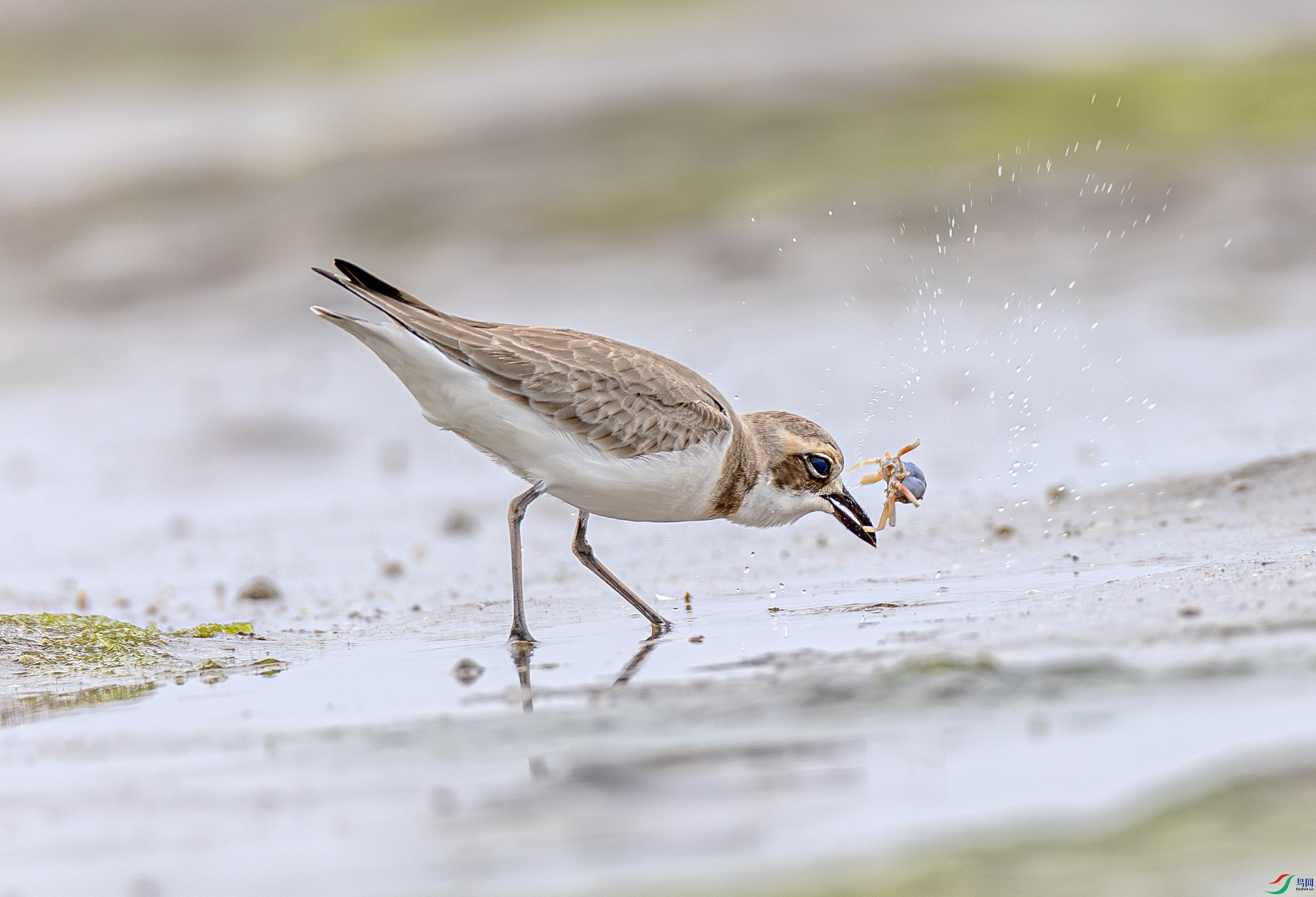 1N8A5674-����ǿ-NR ����.jpg