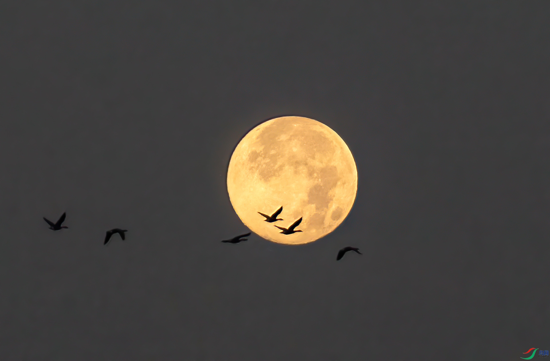 _60A8267 ����-Sh----1 .jpg