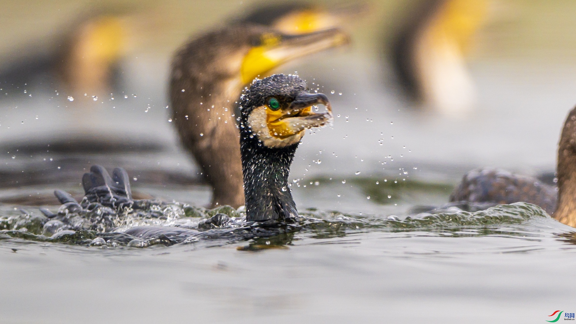 1_XXL3895 ����.jpeg