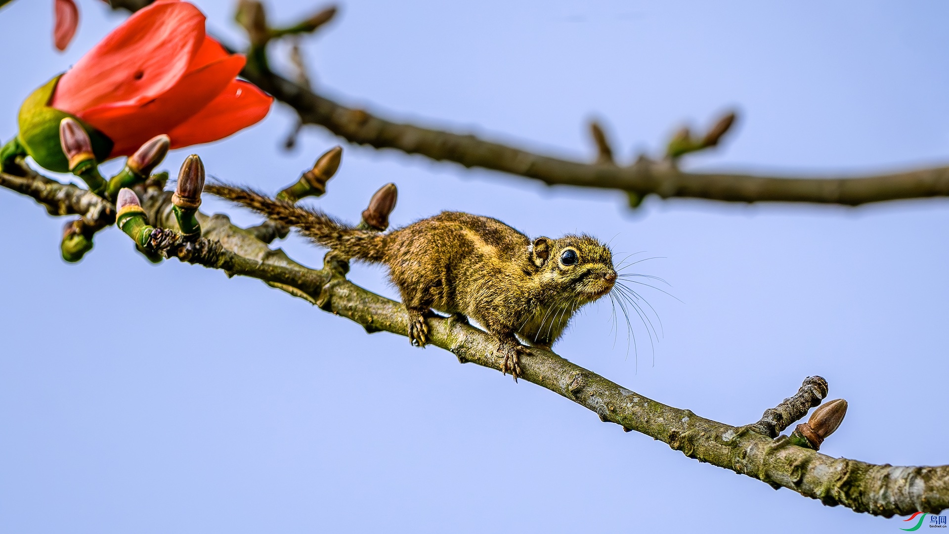 1_XXL5688-����ǿ-NR ����.jpeg