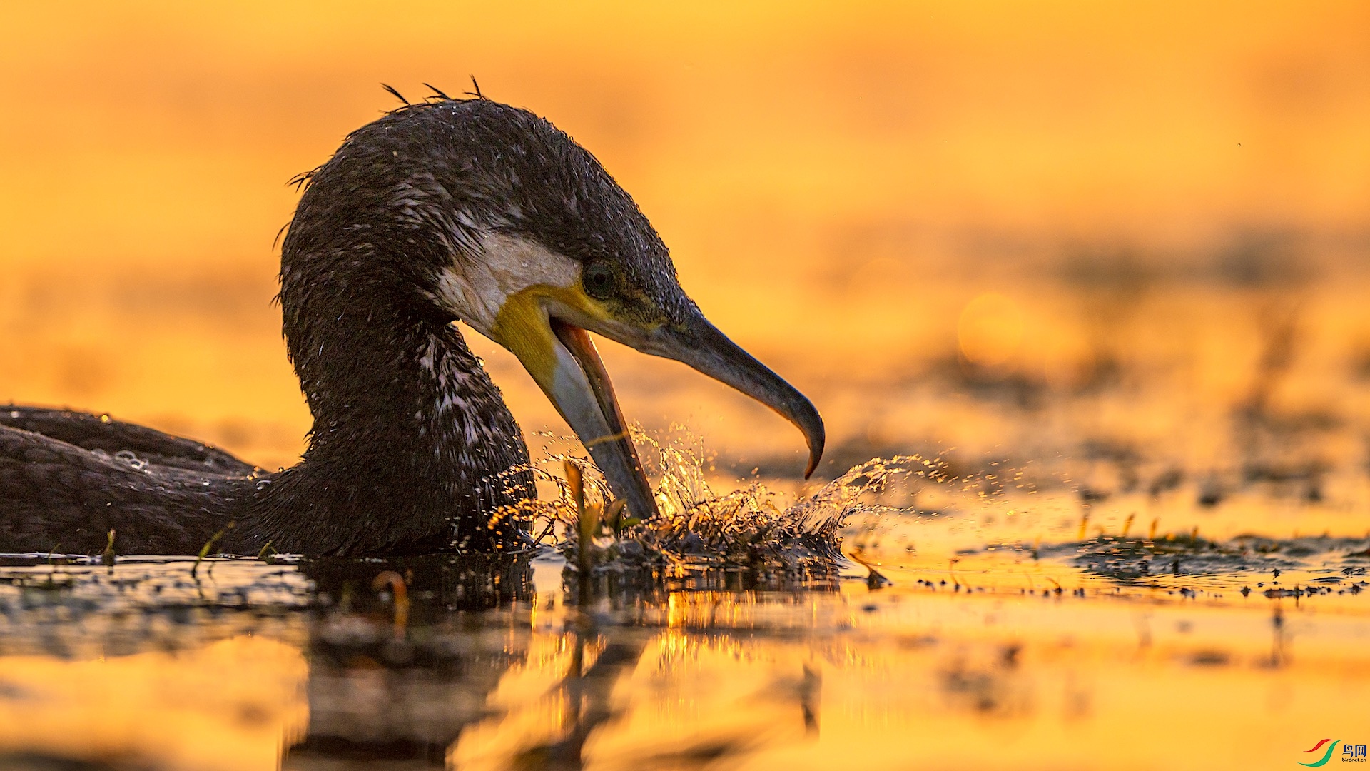 1_XXL6924 ����.jpeg