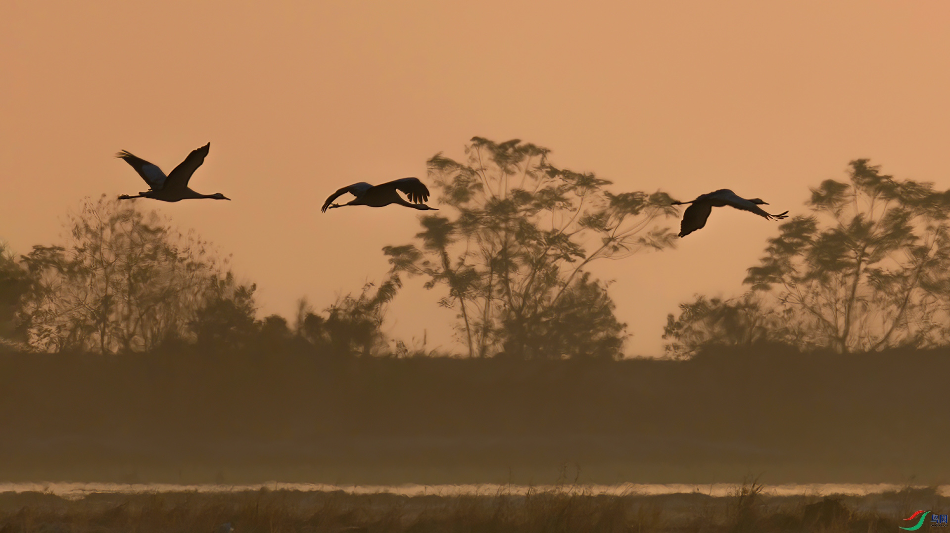 _60A5812 ����-Sha----1 .jpg