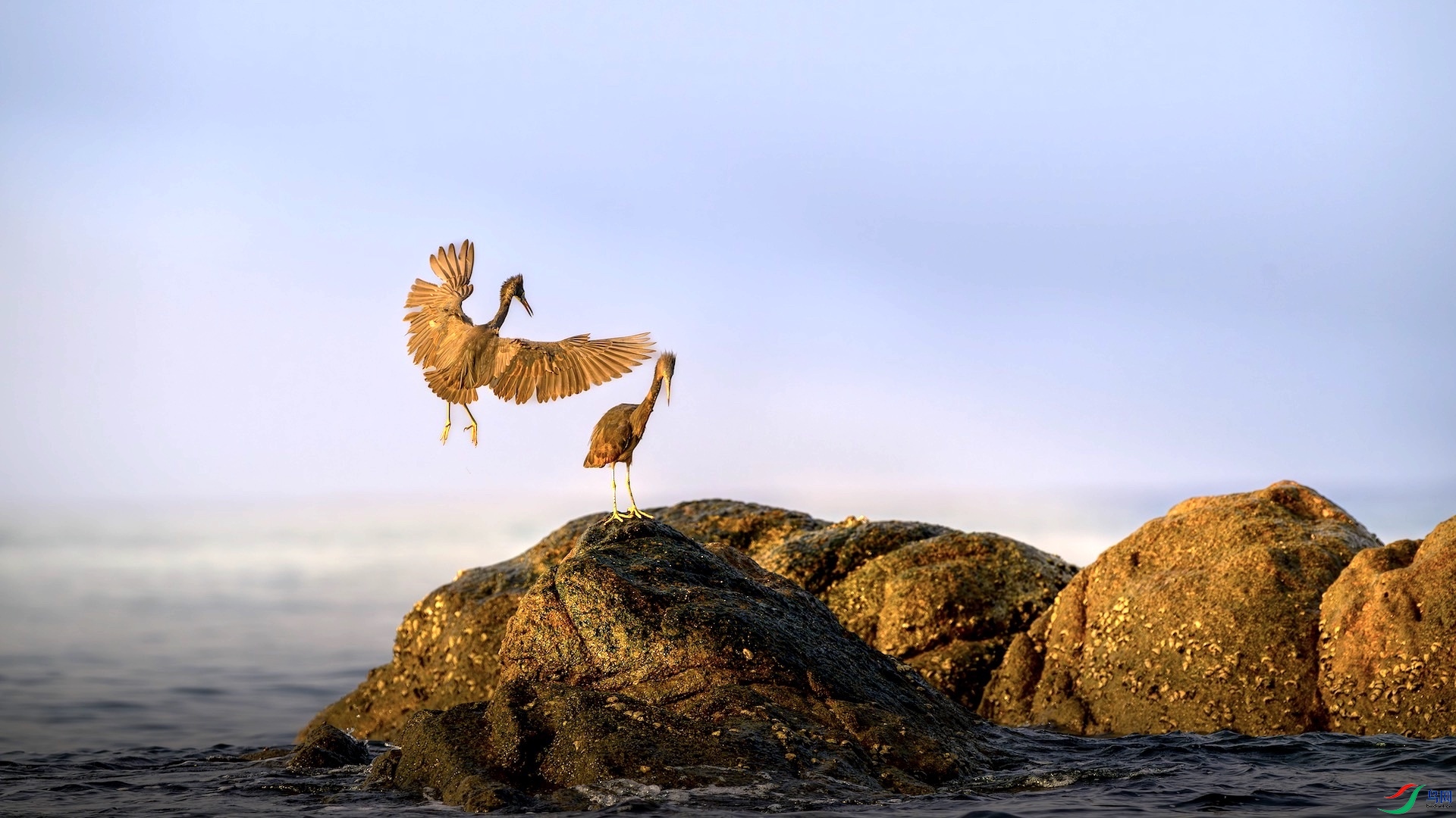 6_XXL9159-����ǿ-NR ����.jpeg