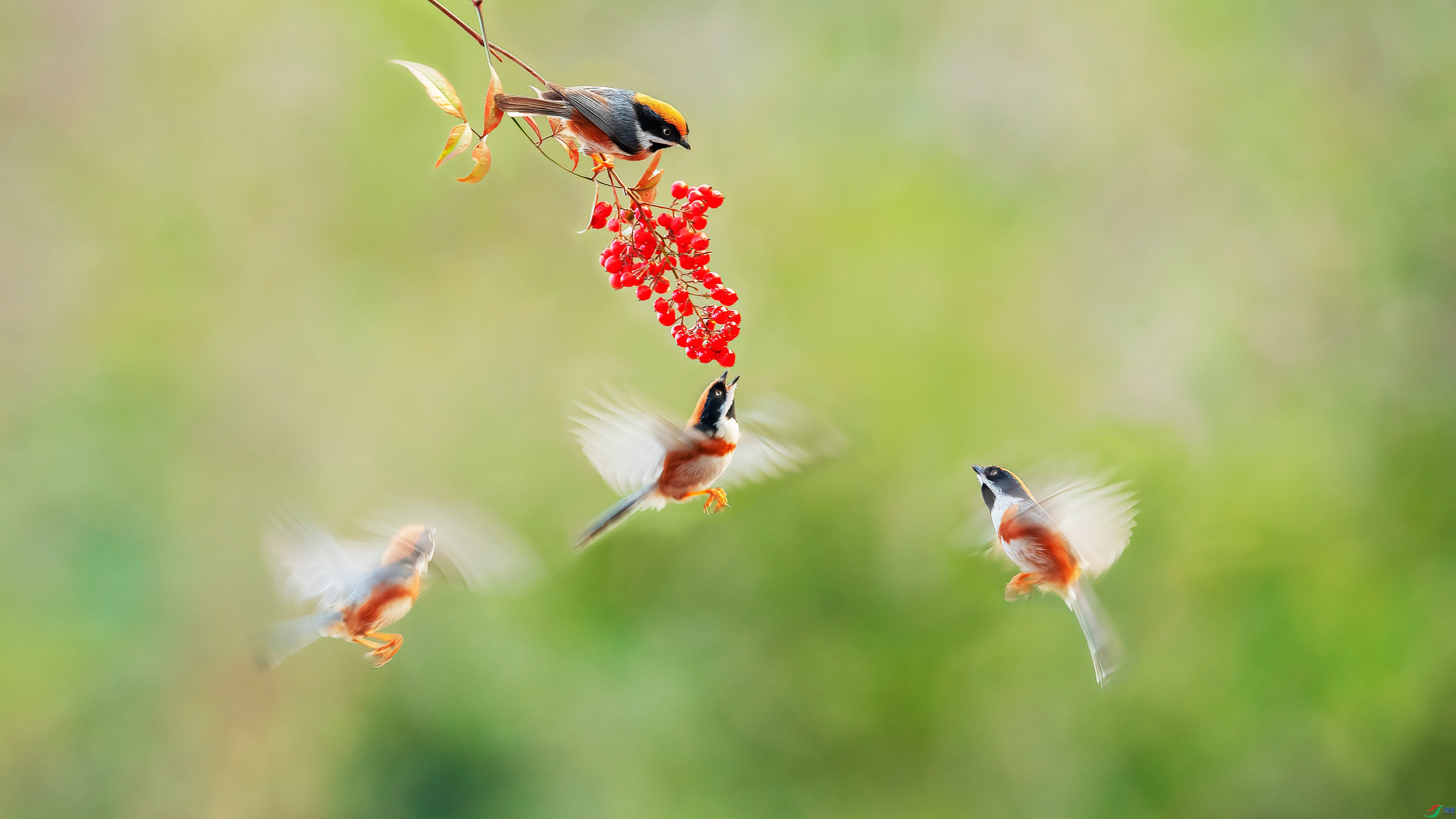 2.4��������ʦ��Ʒ   ��ͷ�ִ� ��ף���ٻ����Ѿ�����.jpg