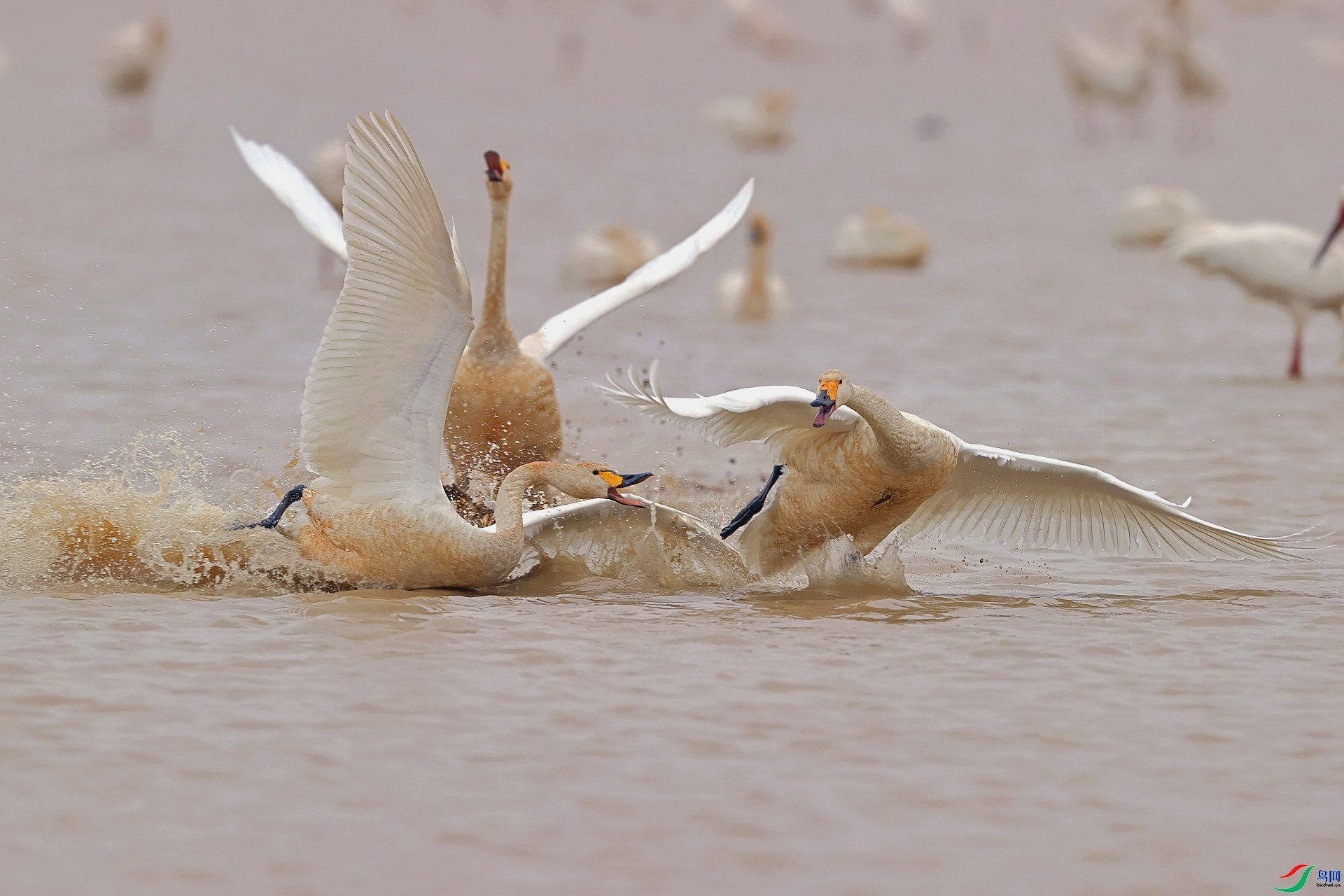 2.4��Ұ�Ÿ���ʦ��Ʒ   ���֮�� ��ף���ٻ���Ӱʦ������.jpg