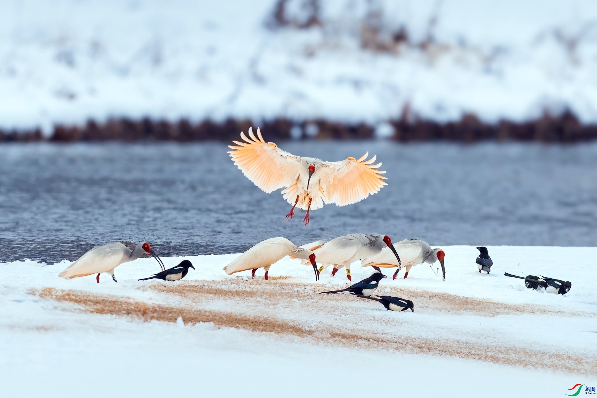 2.4��ϵ5D3��ʦ��Ʒ   ������ ��ף���ٻ��Ա������.jpg