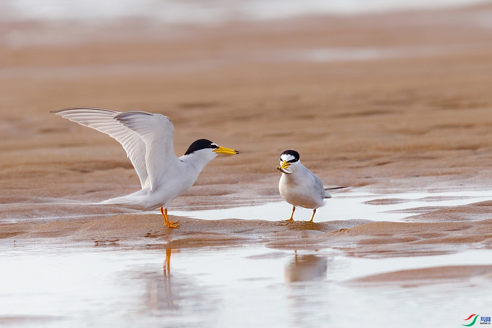 2.4Դ����Ȼ��ʦ��Ʒ   ��������� ��ף���ٻ����������.jpg