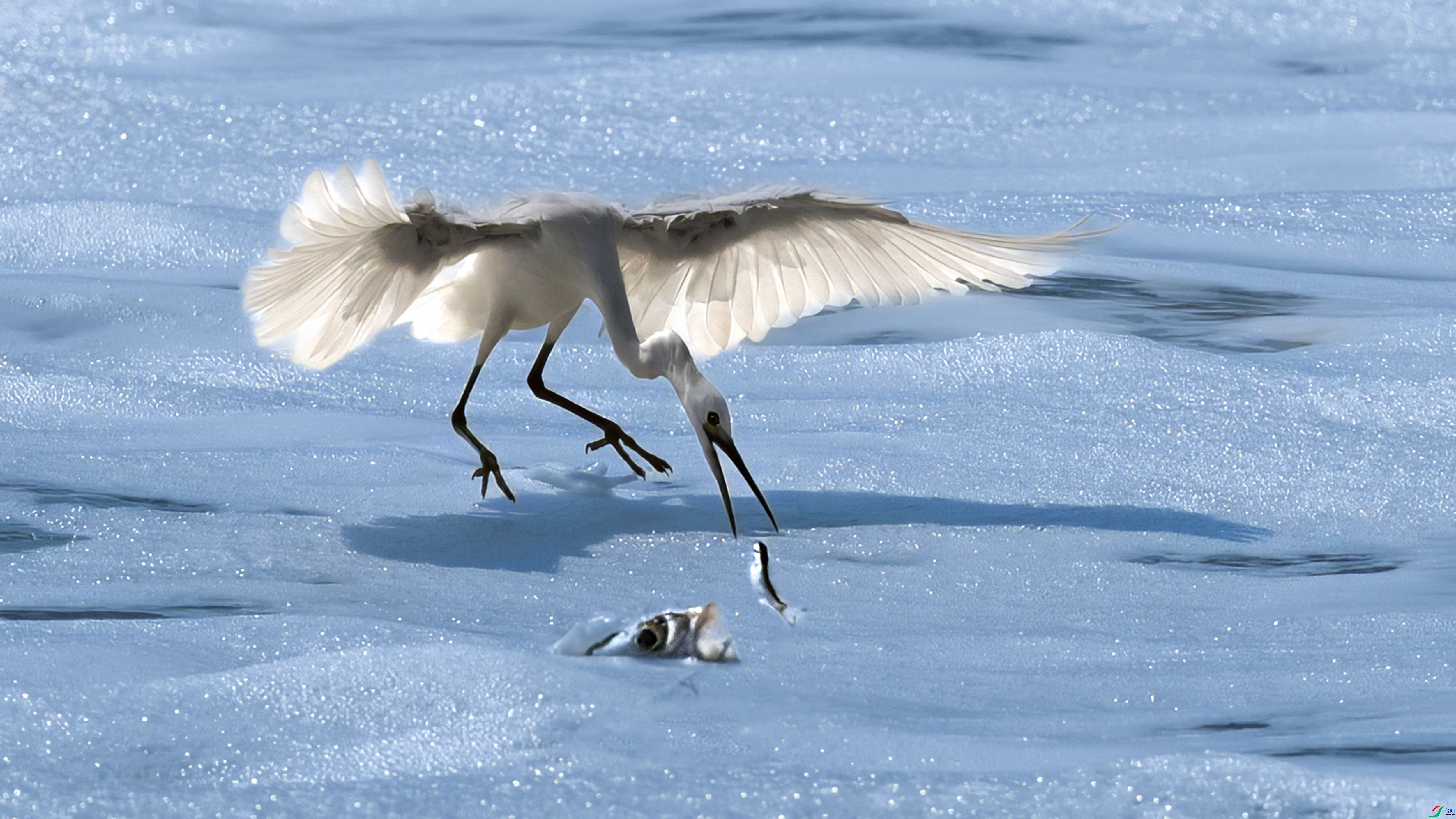 2.5С������ʦ��Ʒ   ������С��� ��ף���ٻ����������.jpg