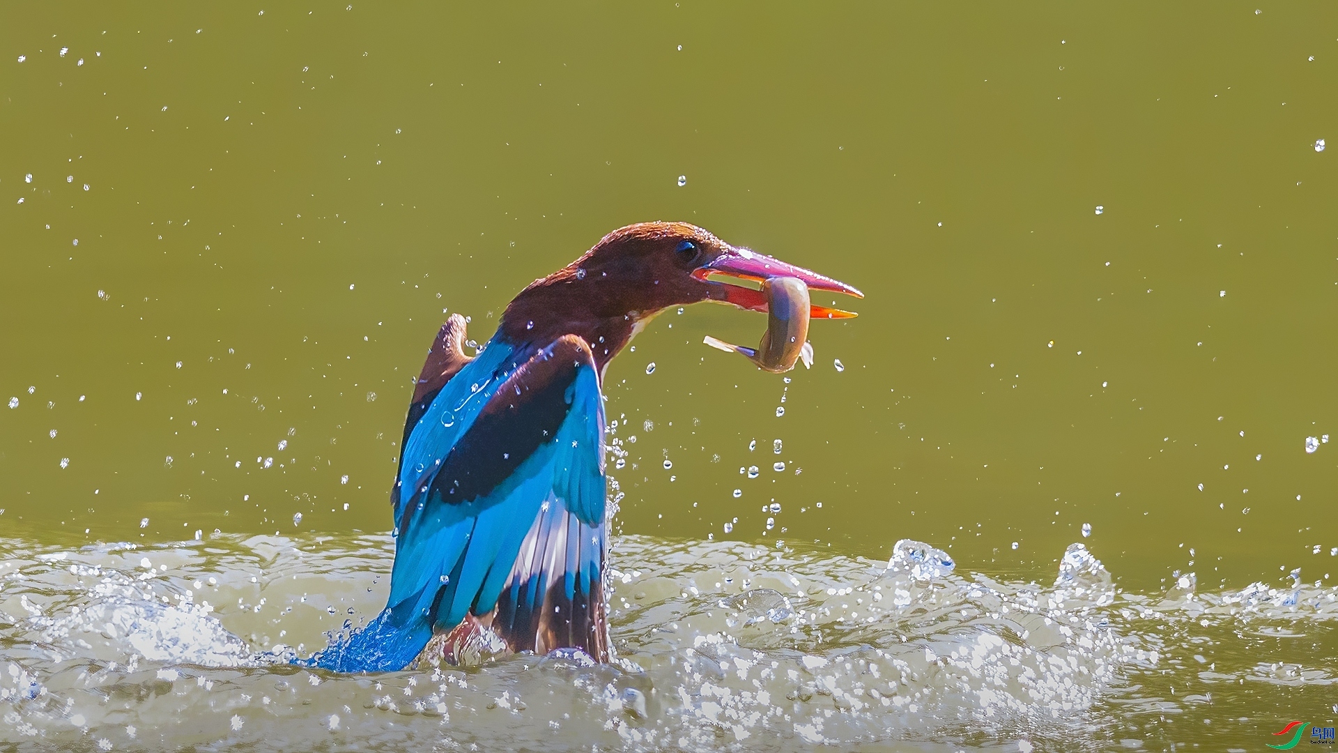 2.6�ƽ�Ҷ��ʦ��Ʒ   ������䡪��Ծ��ˮ�� ��ף���ٻ����Ѿ�����.jpg