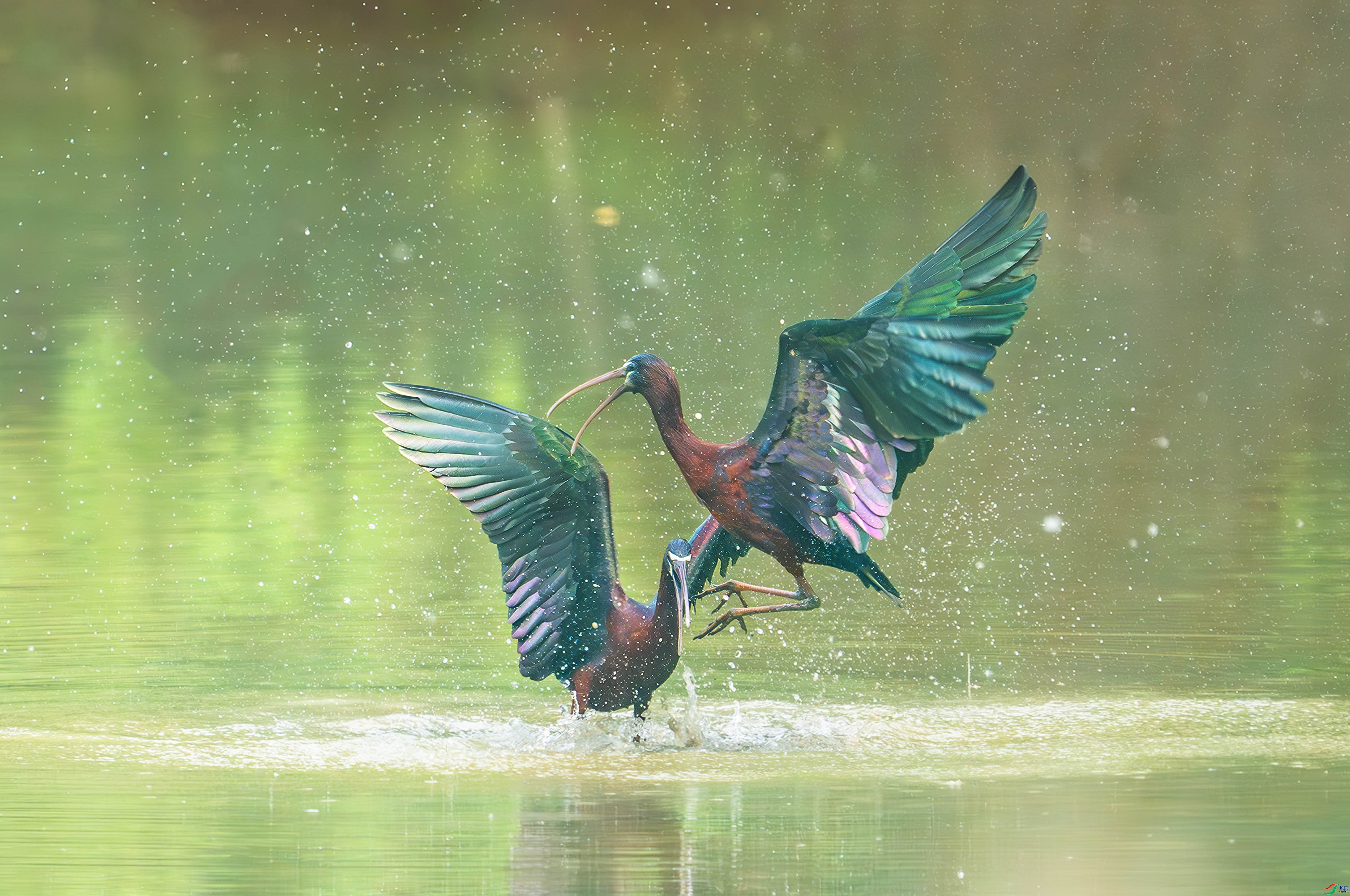 2.6����������ʦ��Ʒ   һ�Բ��� ��ף���ٻ�ÿ�ռ�����.jpg