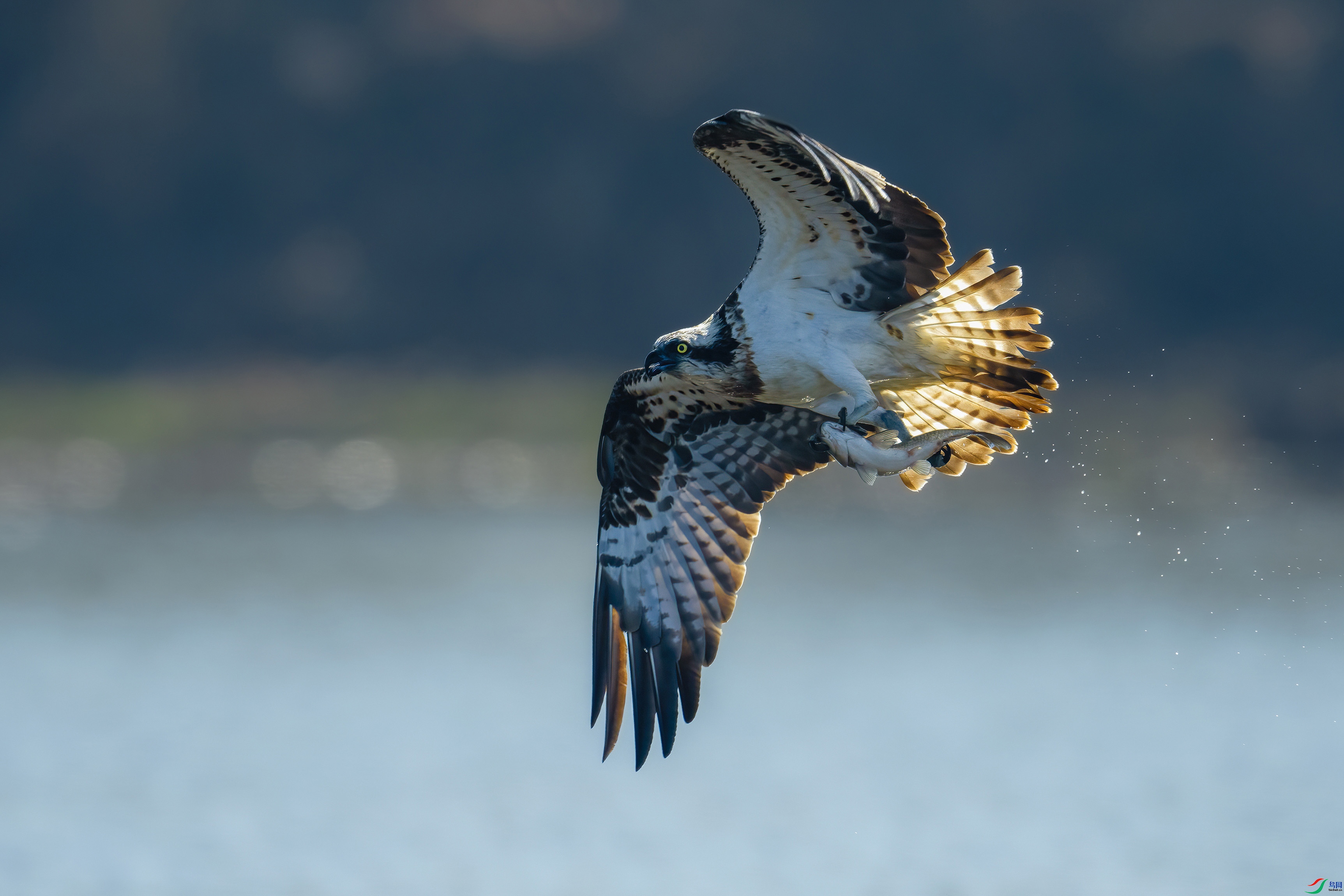 2.7����·��ʦ��Ʒ   ץ�� ��ף���ٻ����������.jpg