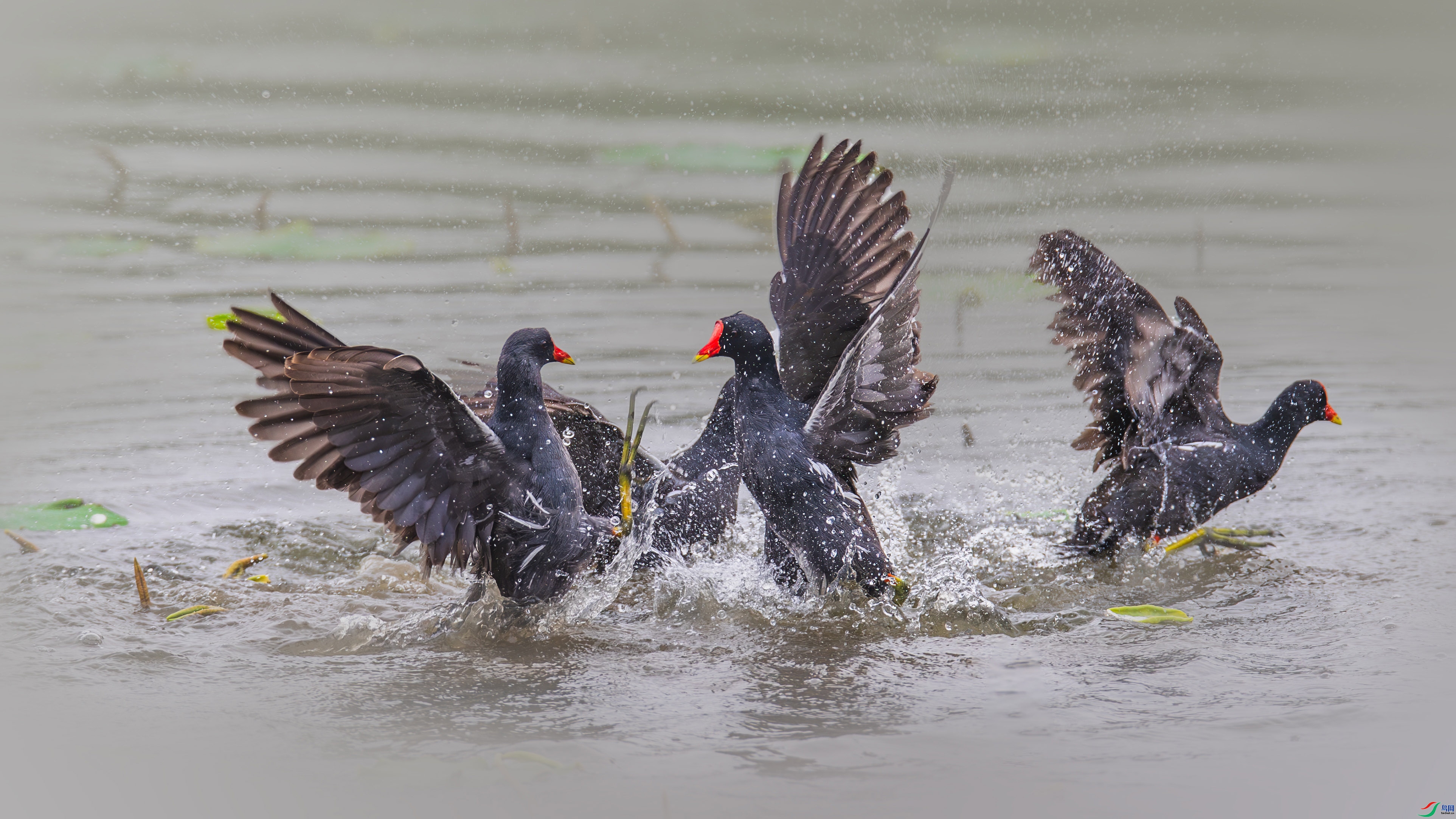 2.7С������ʦ��Ʒ   ׽����ɱ ��ף���ٻ����������.jpg