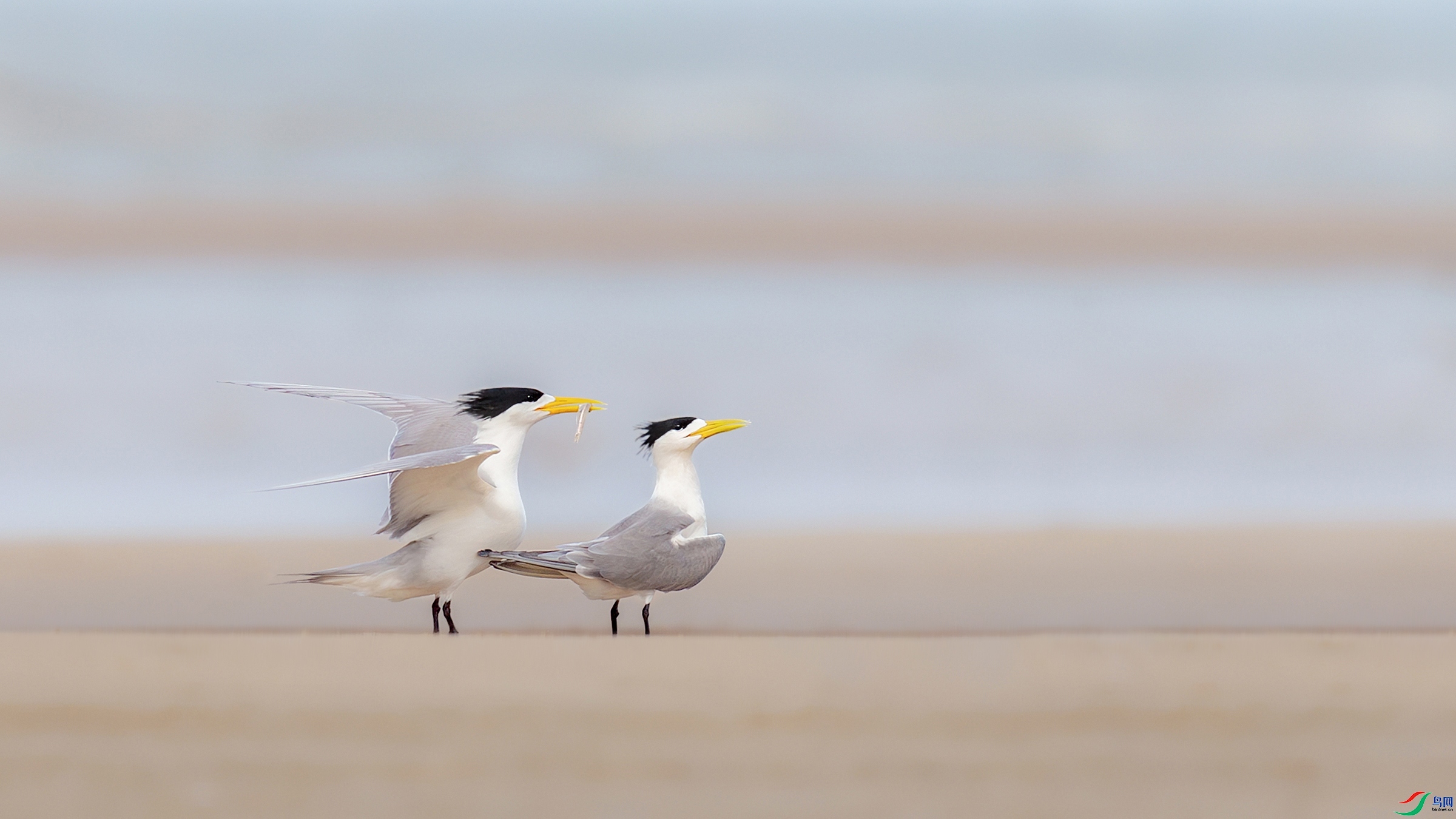 2.8Դ����Ȼ��ʦ��Ʒ  ��̲�����¡���ף���ٻ����������.jpg