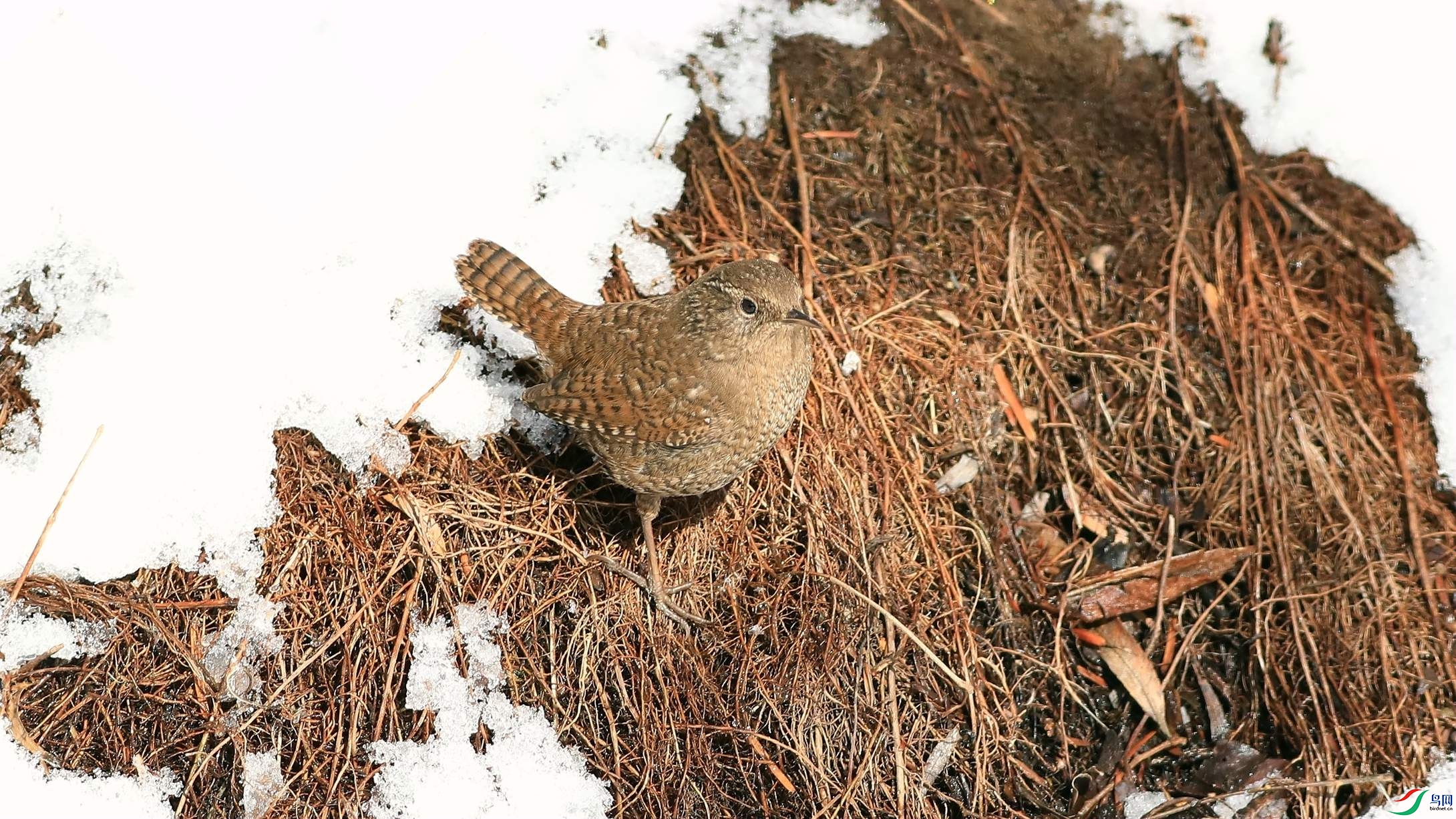 ��������������֮һ