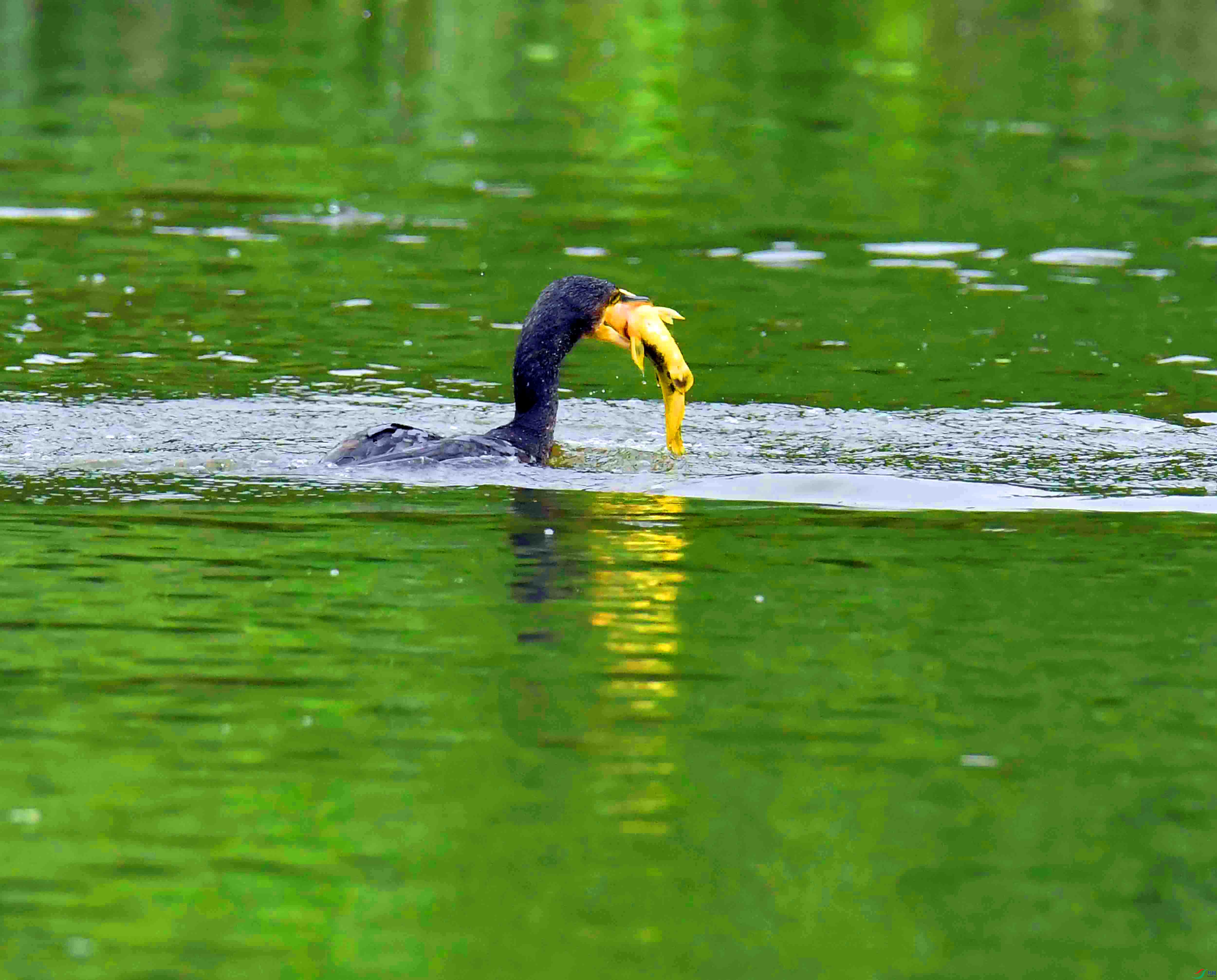 DSC_7124.JPG
