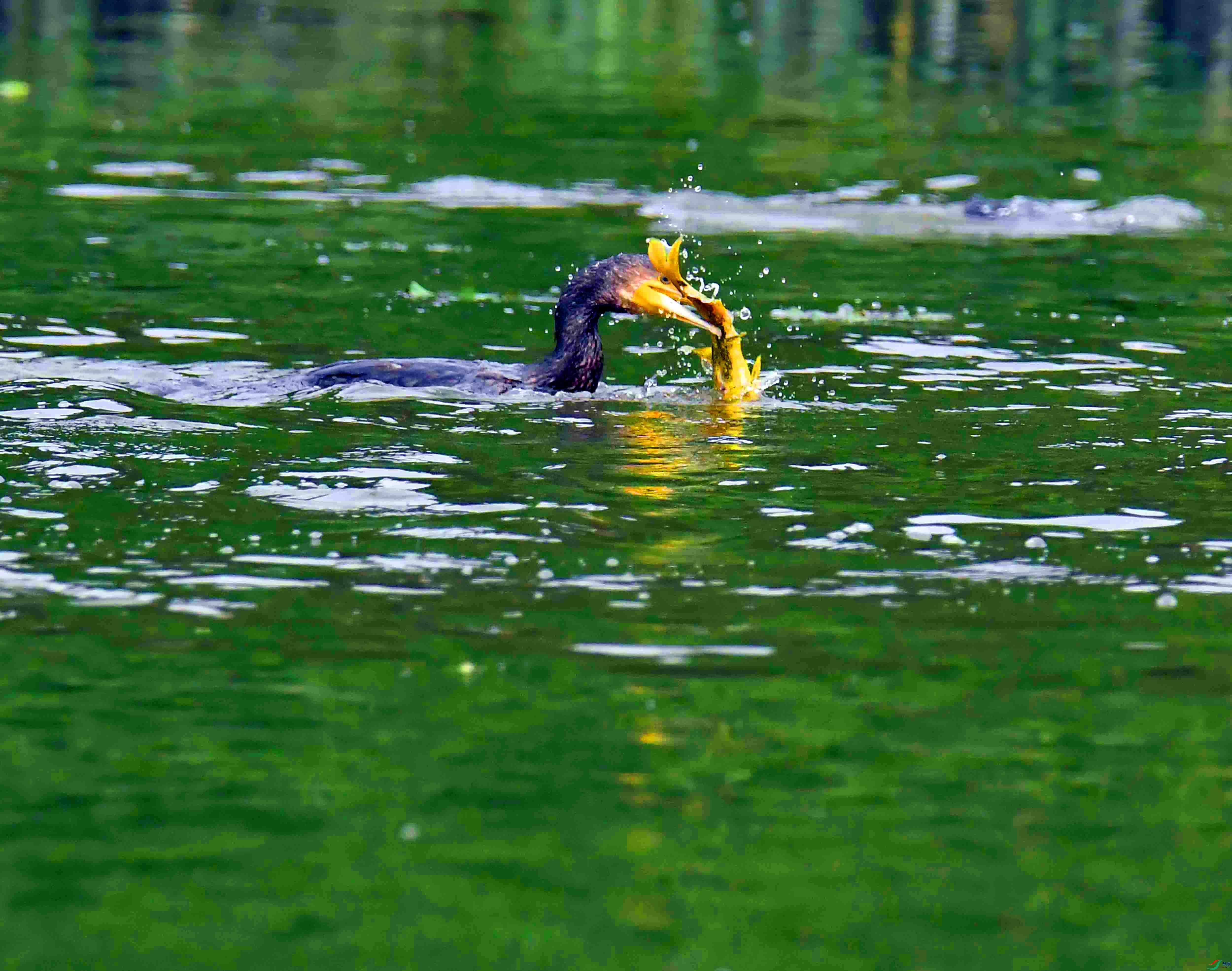 DSC_7147.JPG