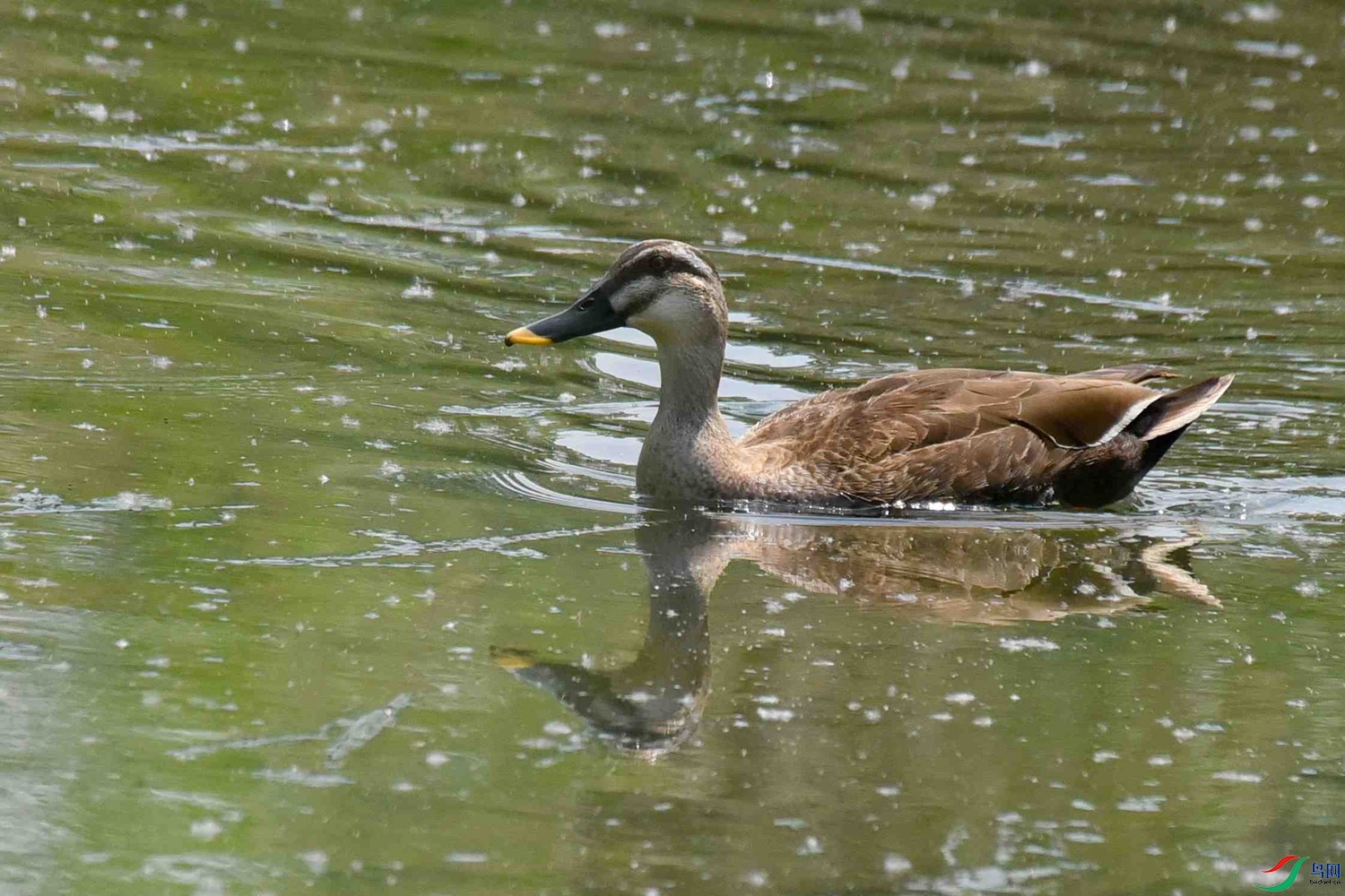 DSC_5951.JPG