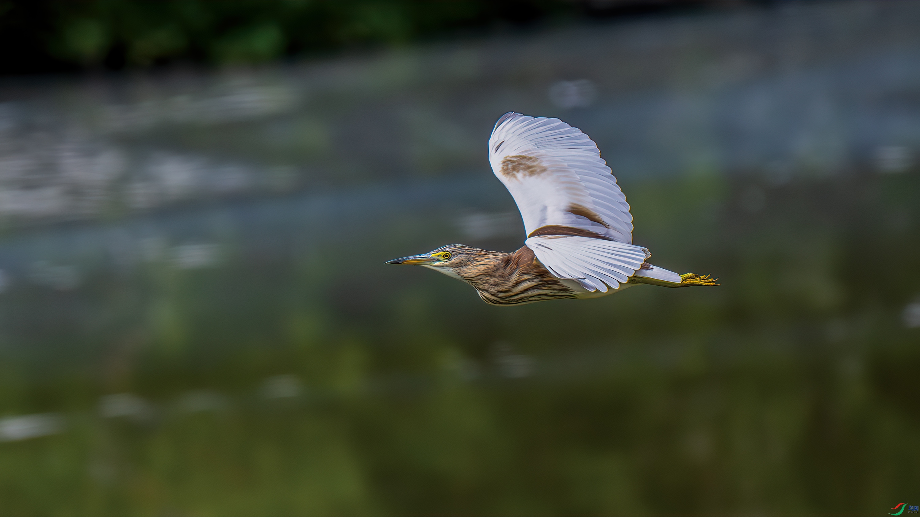 DSC_8142-����ǿ-NR.jpg