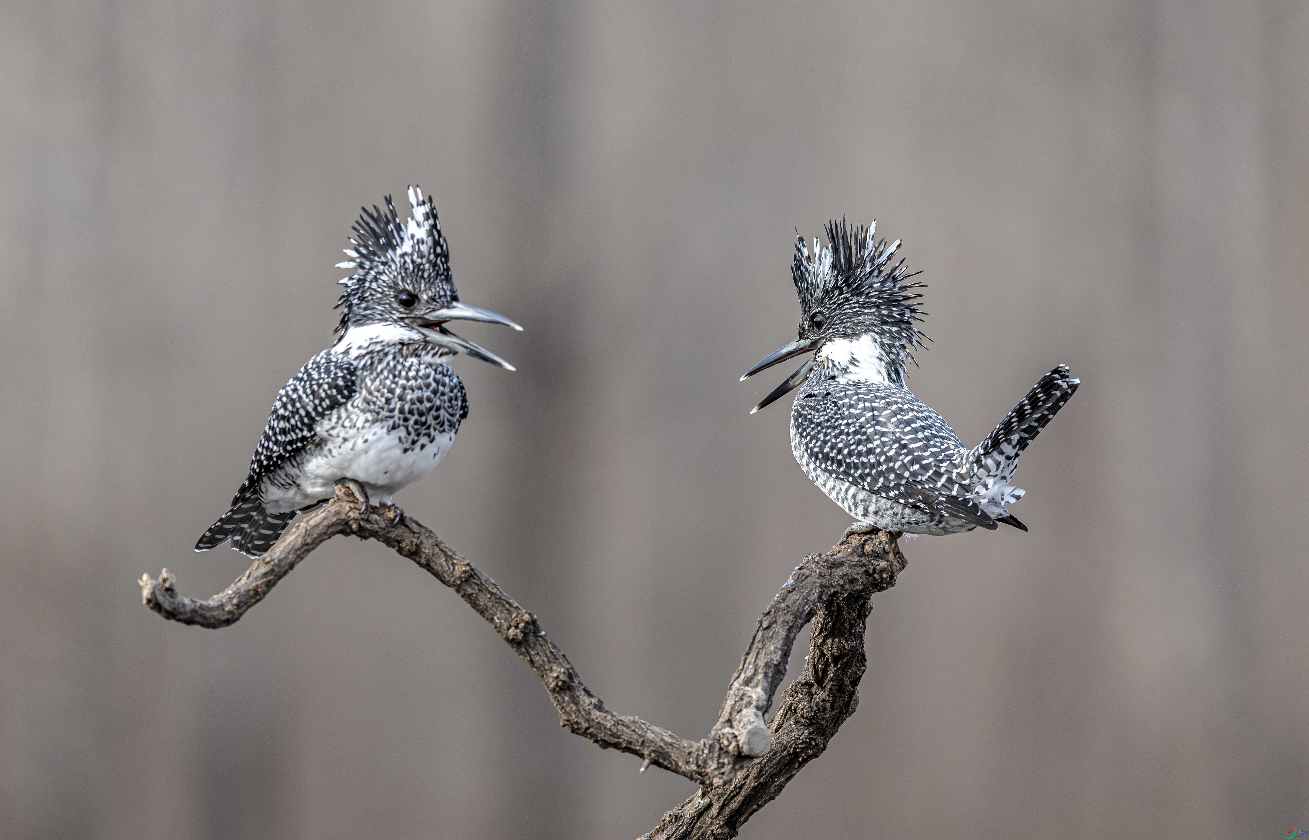 DSC_1194-����ǿ-NR ����.jpg