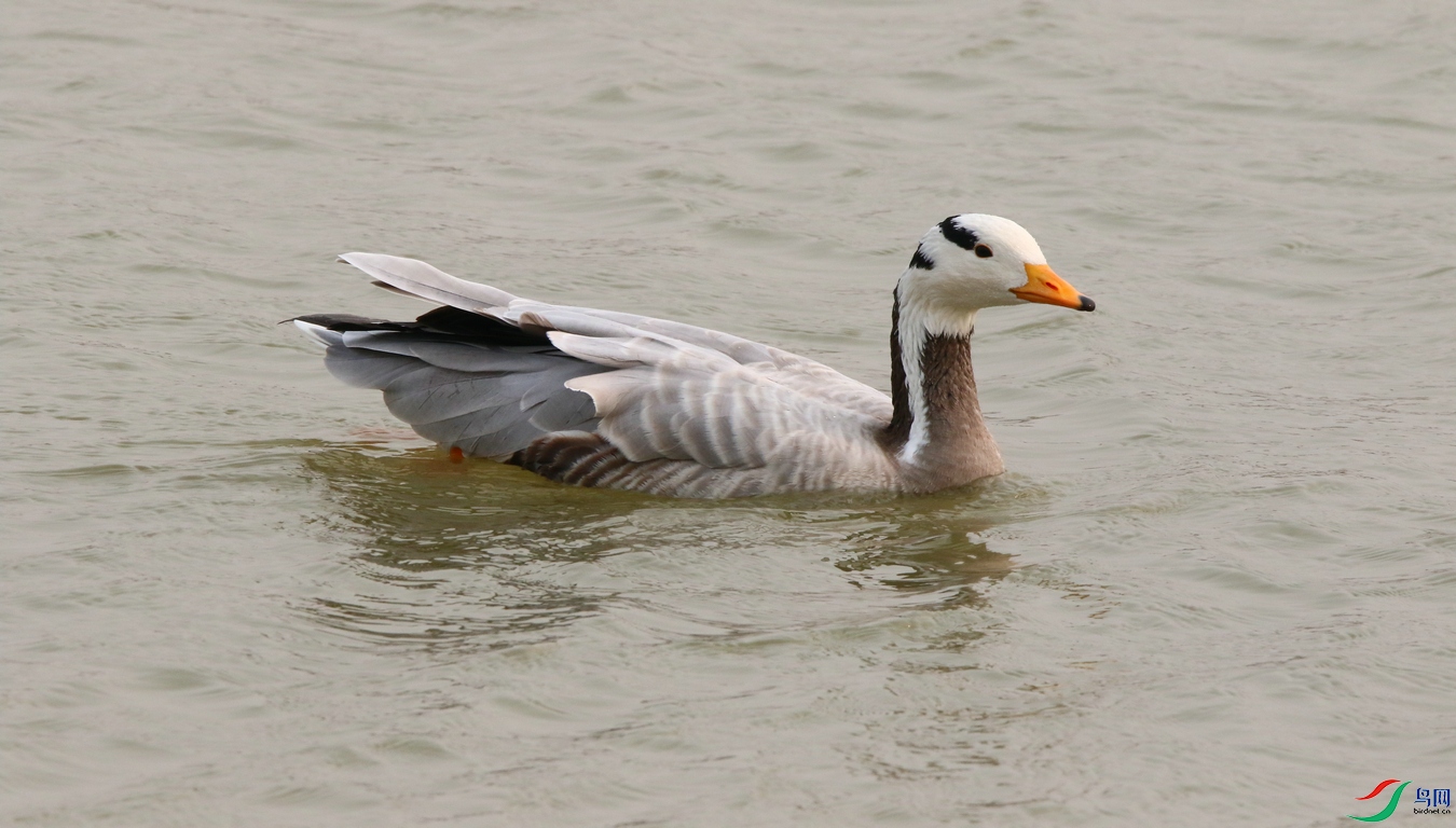 DSC 2016-02-06 320.JPG