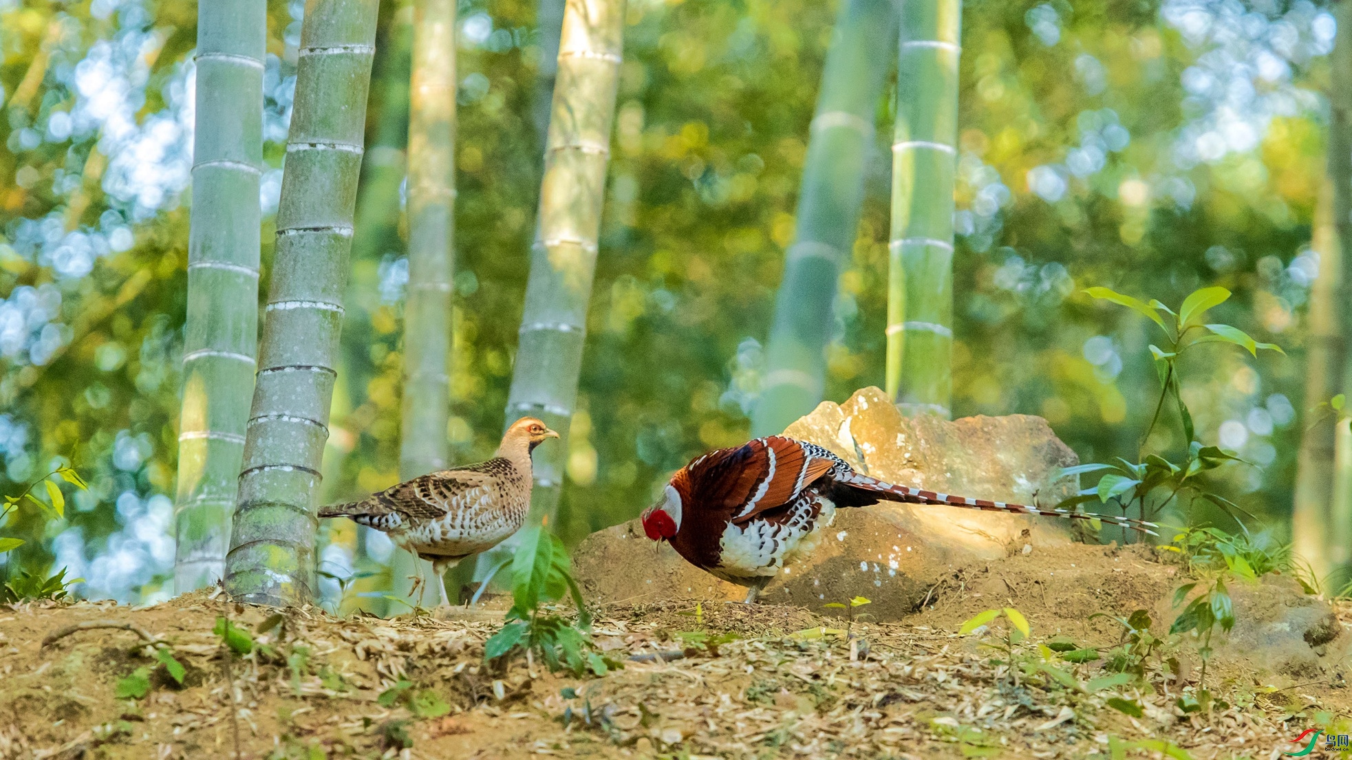 �׾���β��