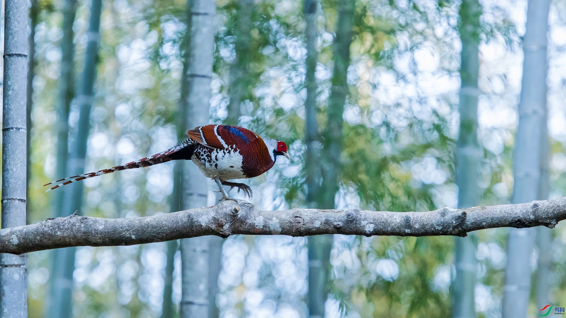 �׾���β��