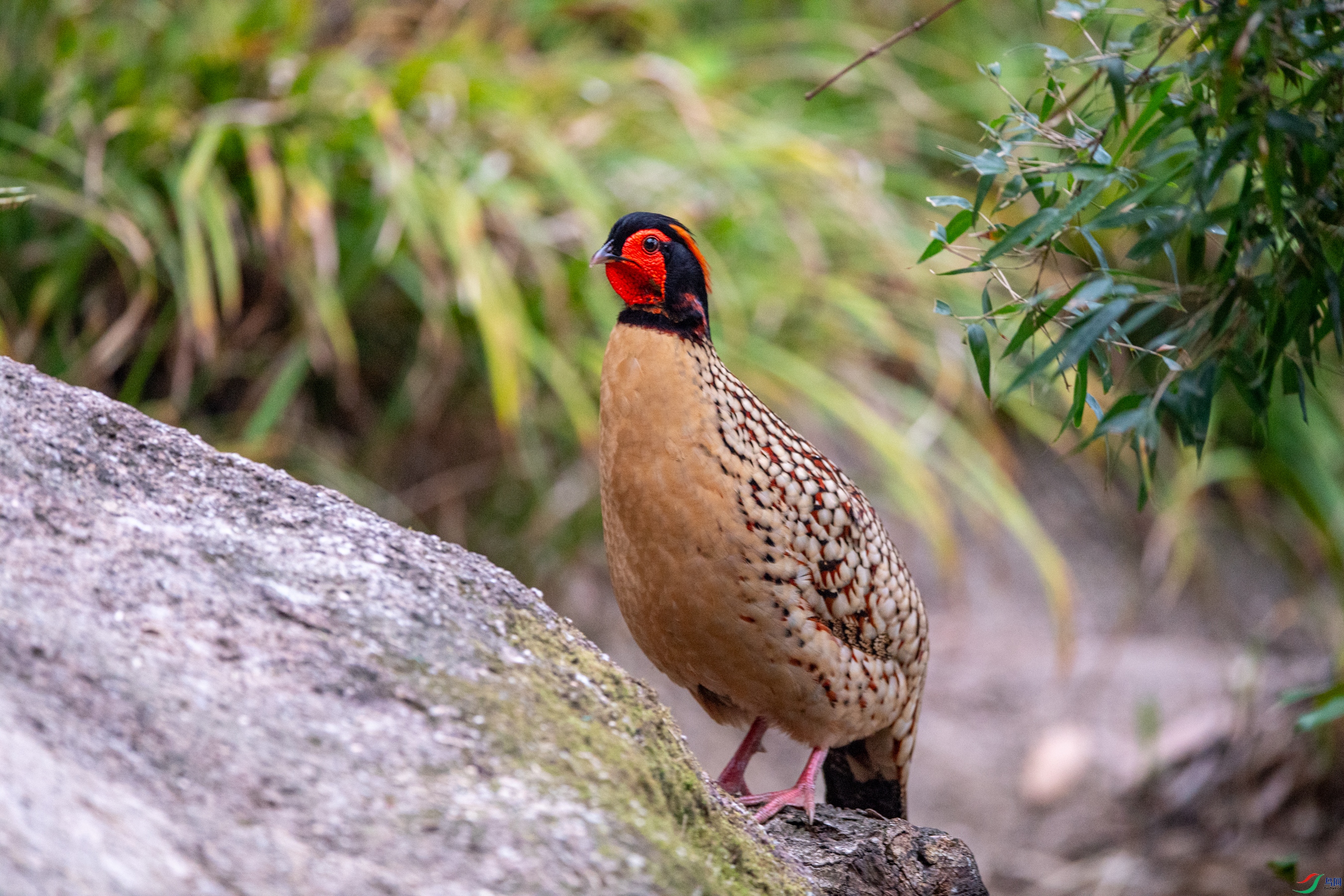 DSC_5511�Ƹ�����.JPG