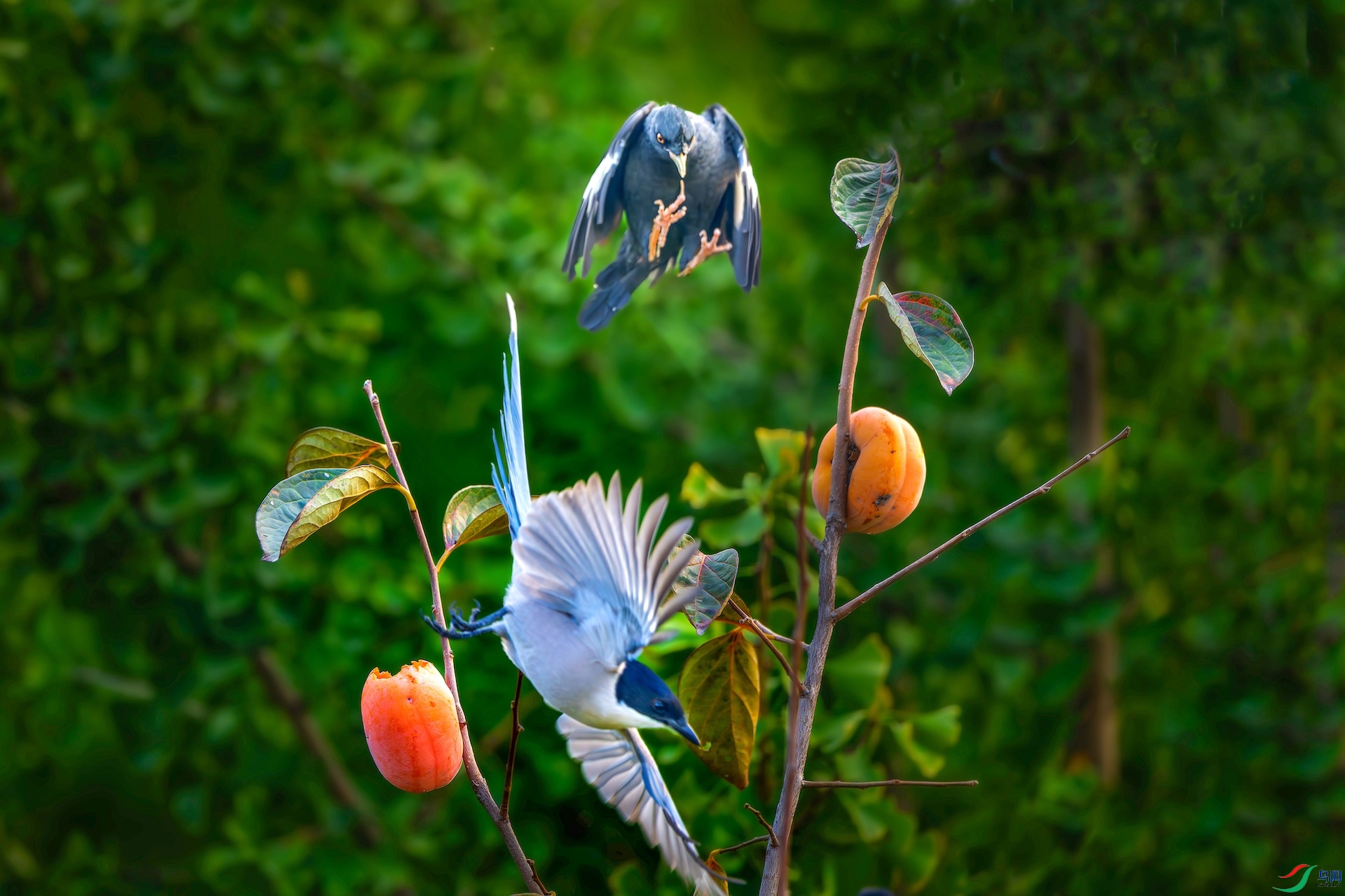 1_XXL9110-����ǿ-NR-1-1 2.jpeg