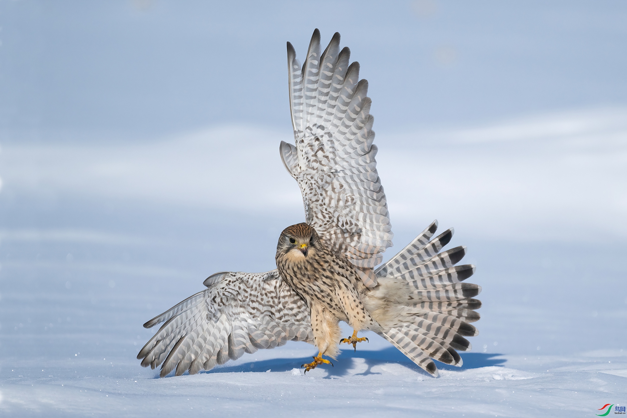 DSC_4245 V.jpg