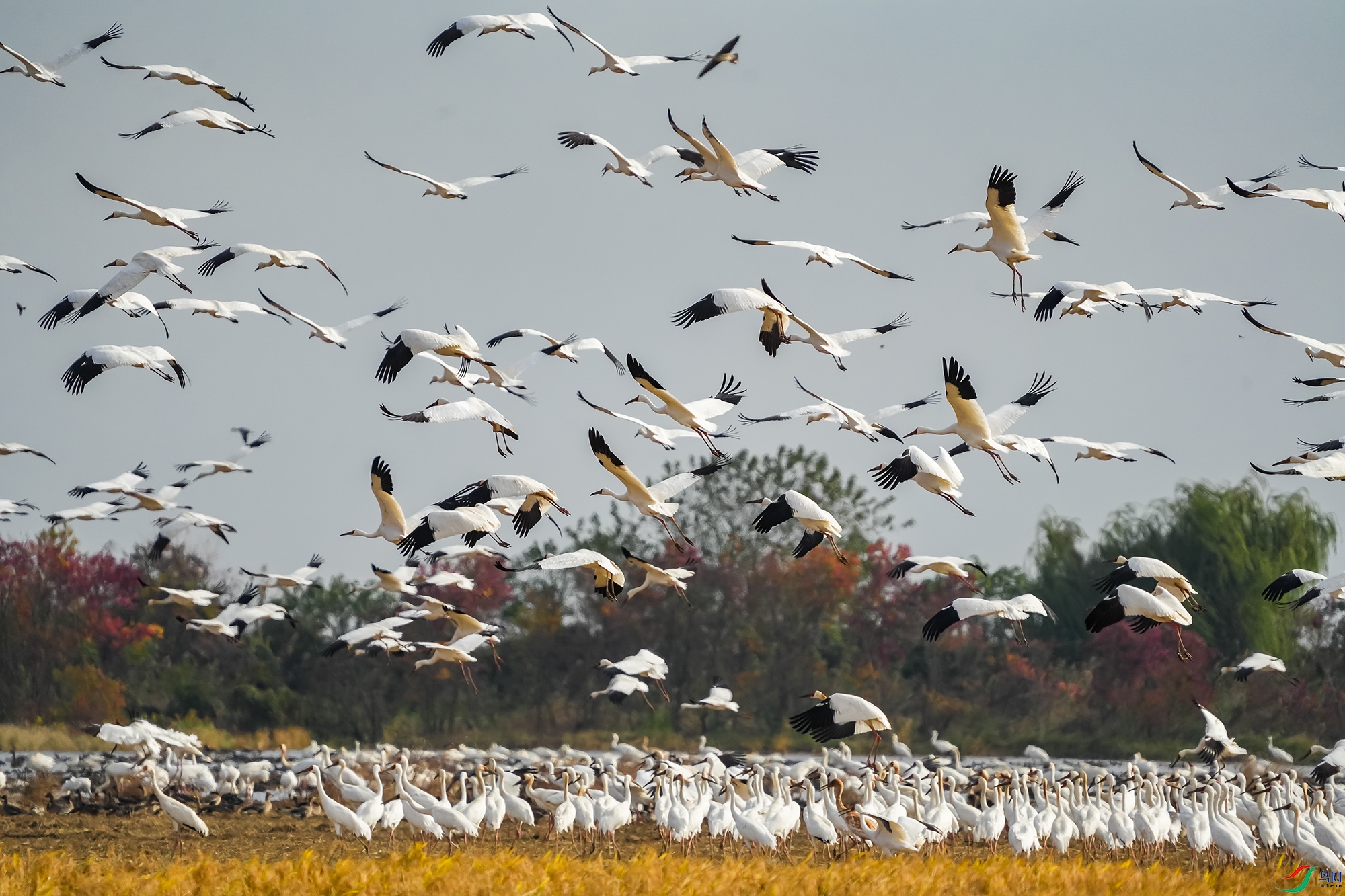 DSC08027 ���� 2.jpg