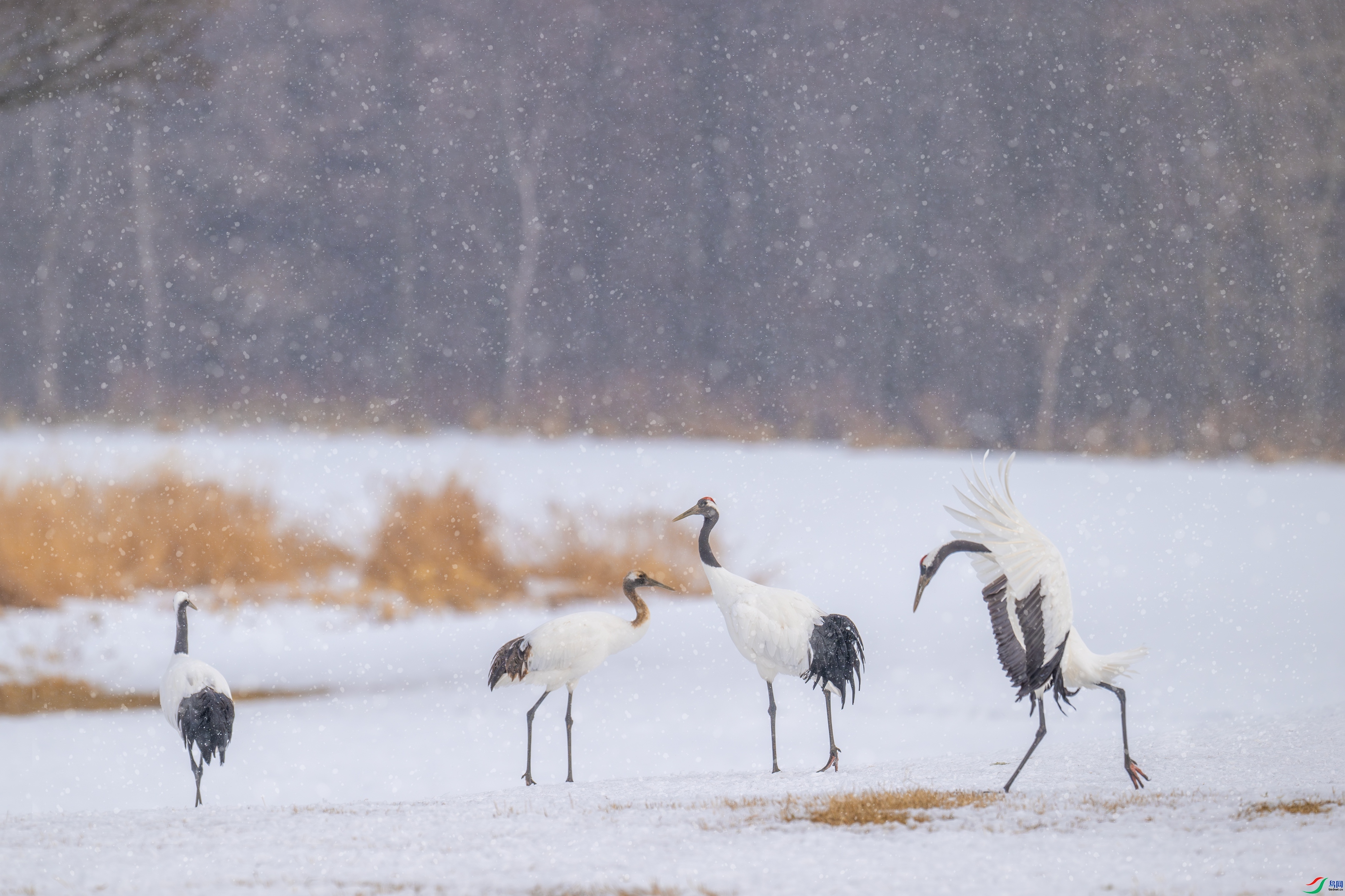 ѩ�к�  ���� ������ ��һ.jpg