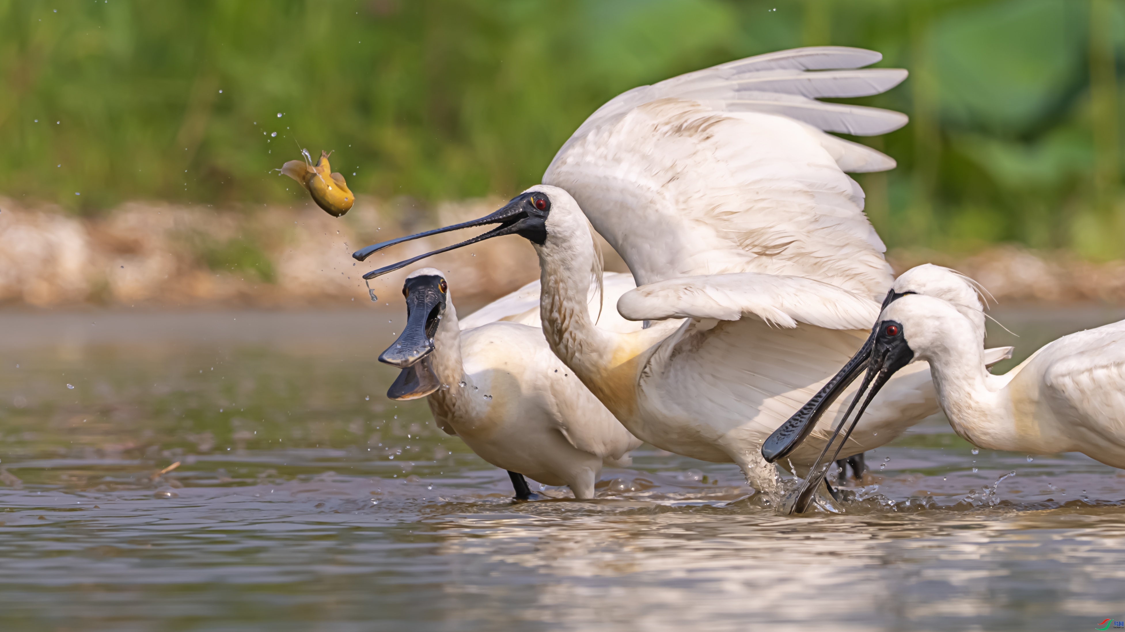 ����ƴ�� ���� ������ͷ �ܶ�.jpg