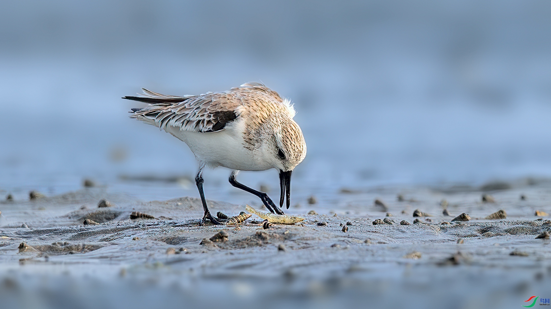 ��ζ  ���� ��Ů��·�� ����.jpg