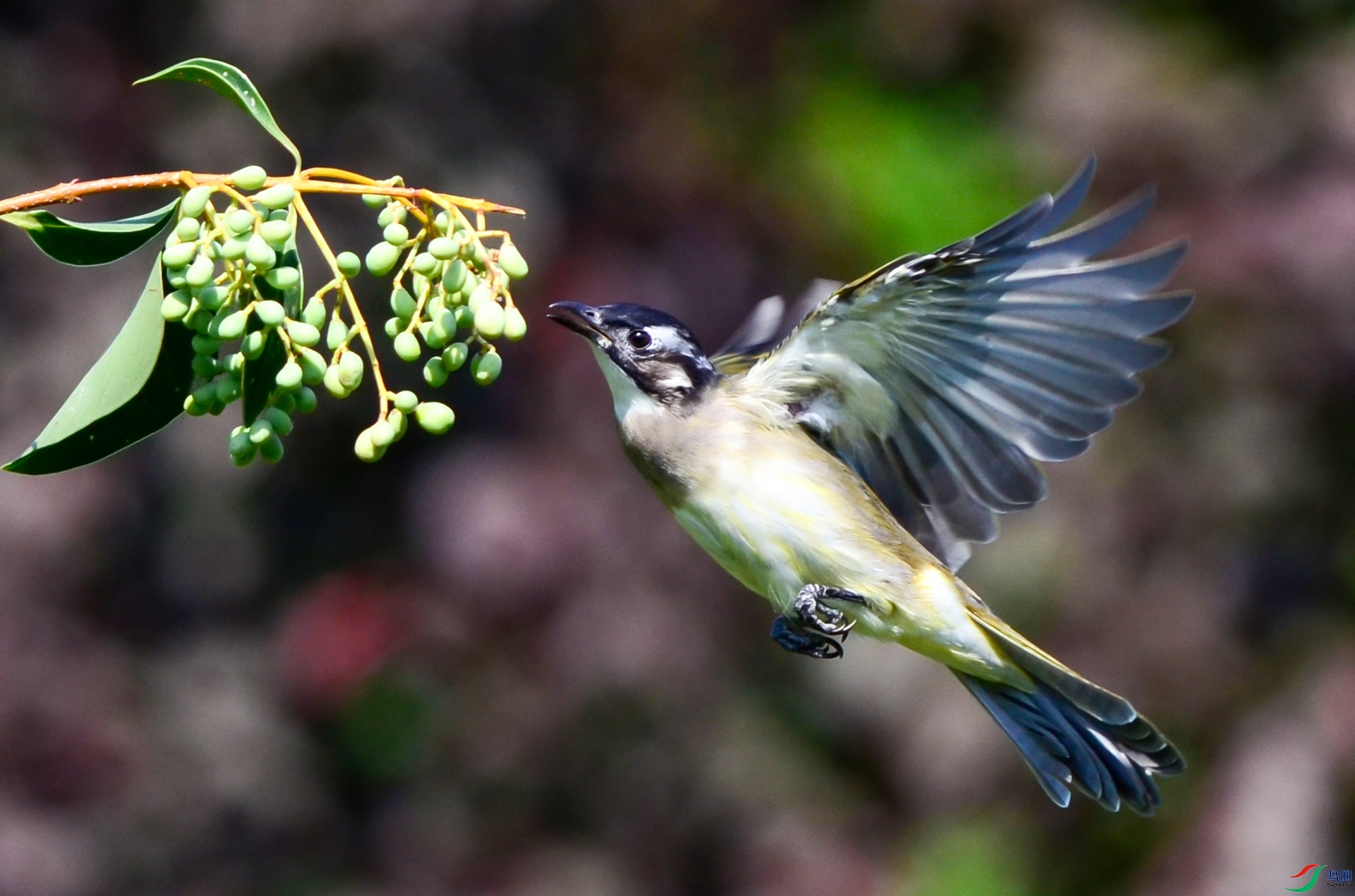 DSC_5298 ����.jpg