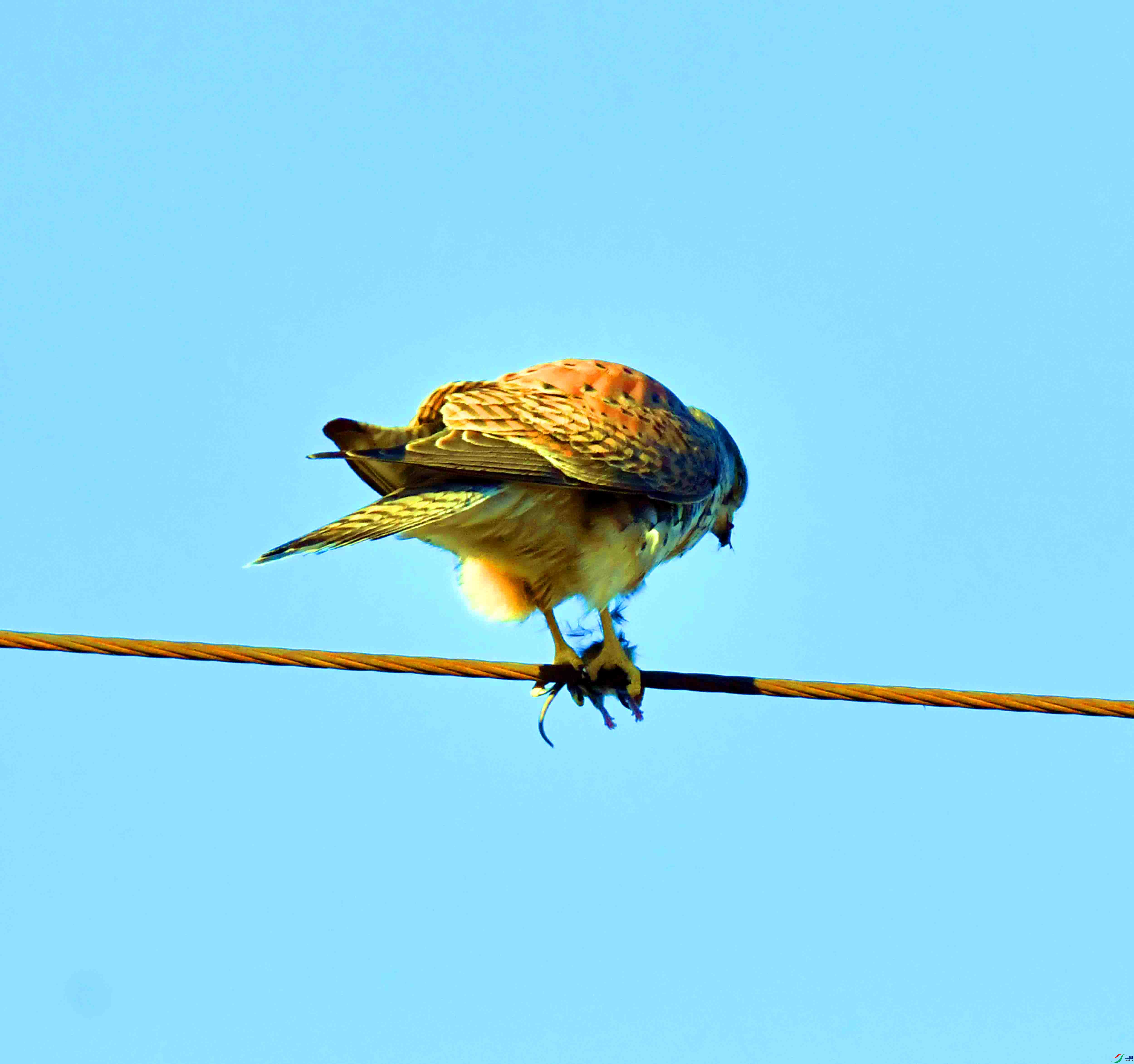 DSC_6790.JPG