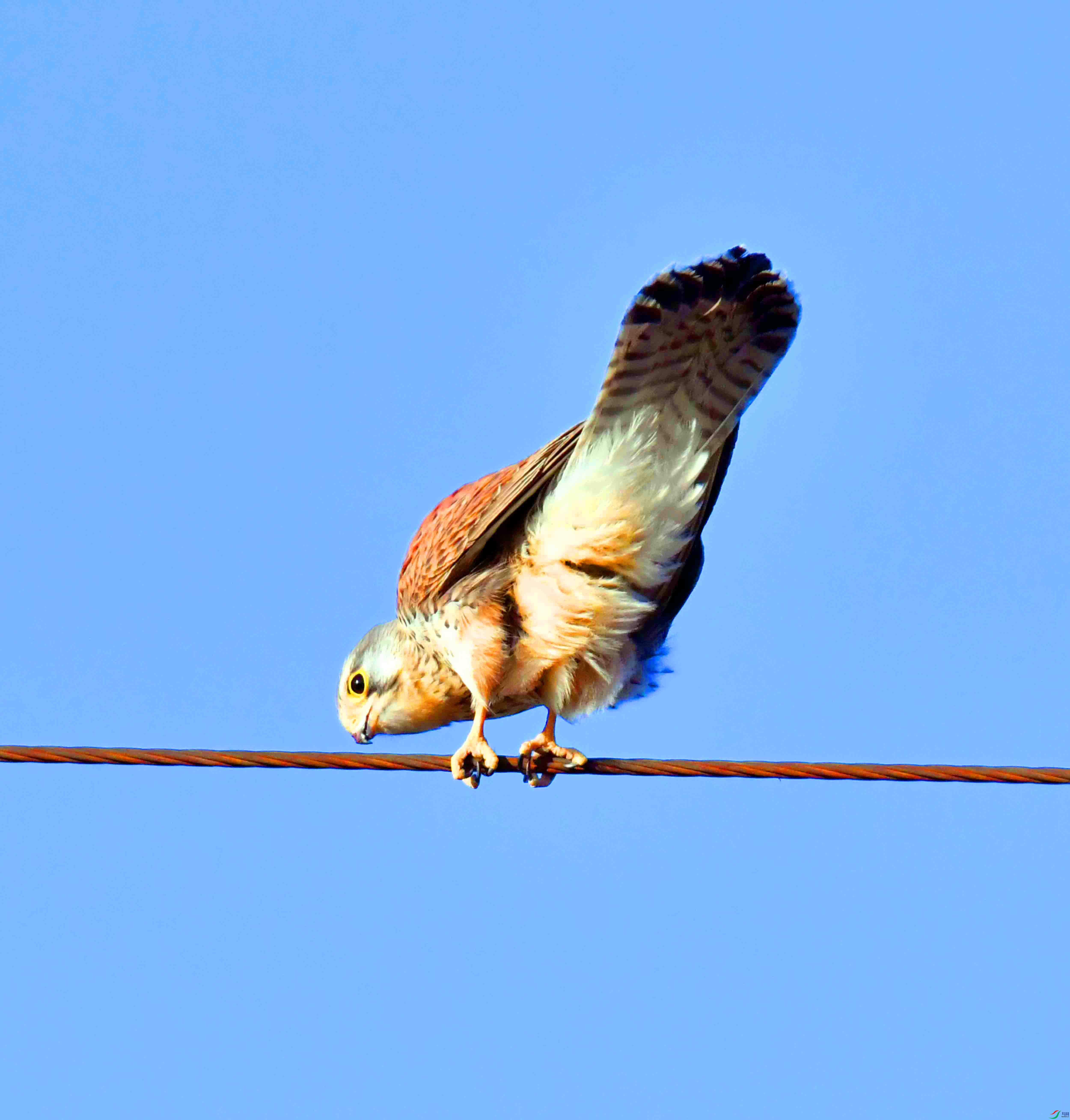 DSC_6838.JPG