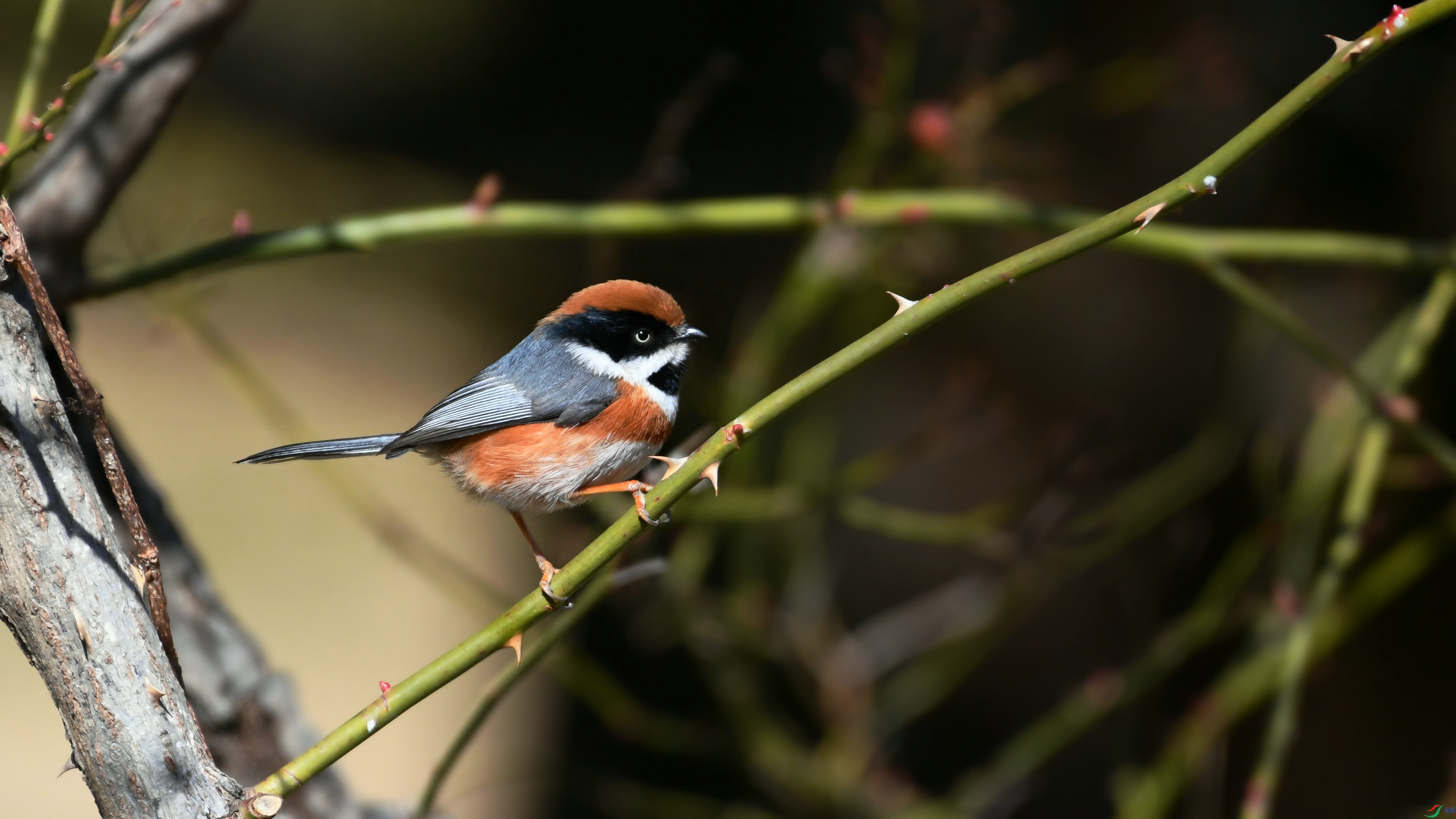 DSC_8706.JPG