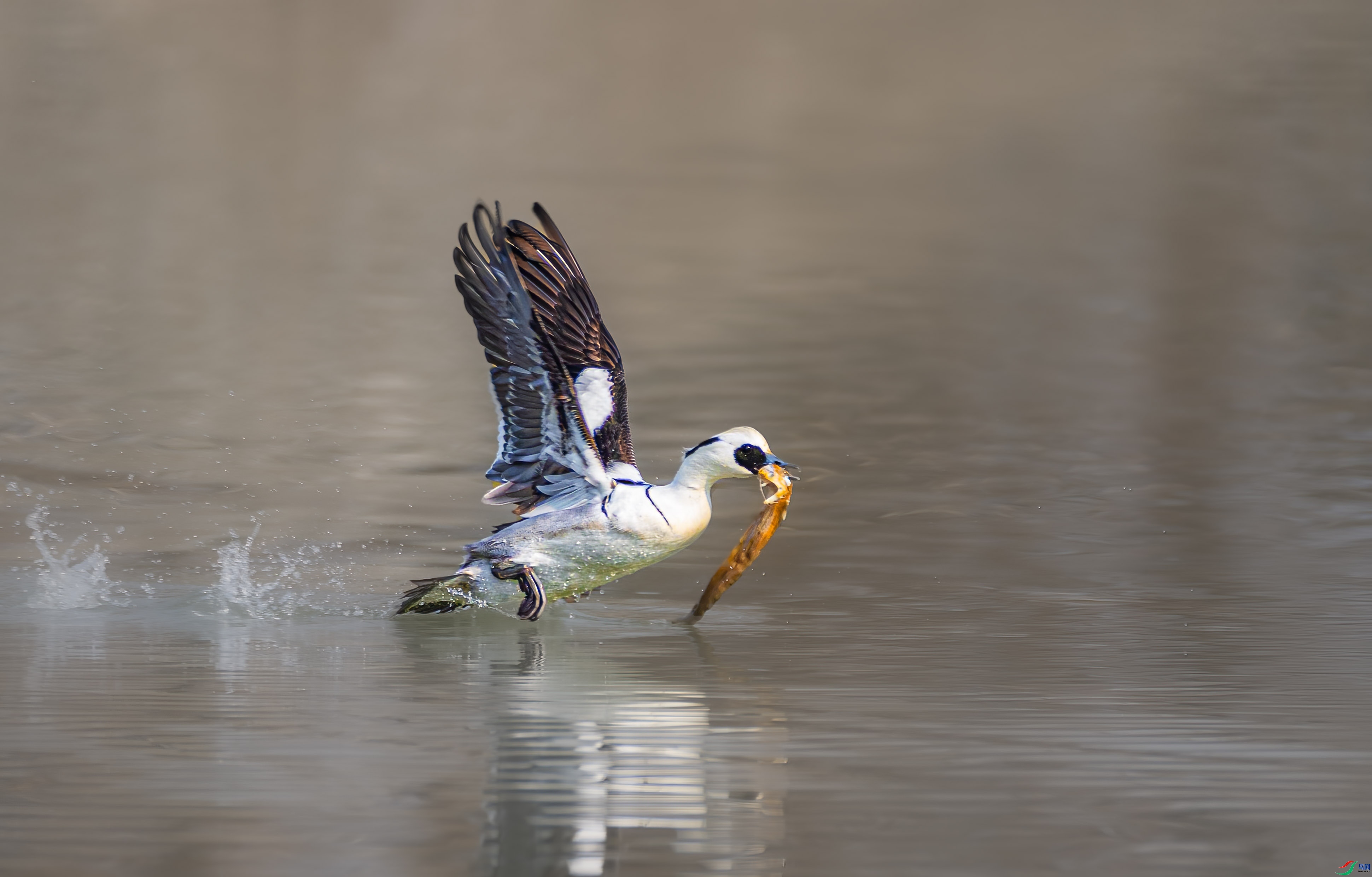 ��ͷ��ɳѼ ���� �ܸ� ����.jpg