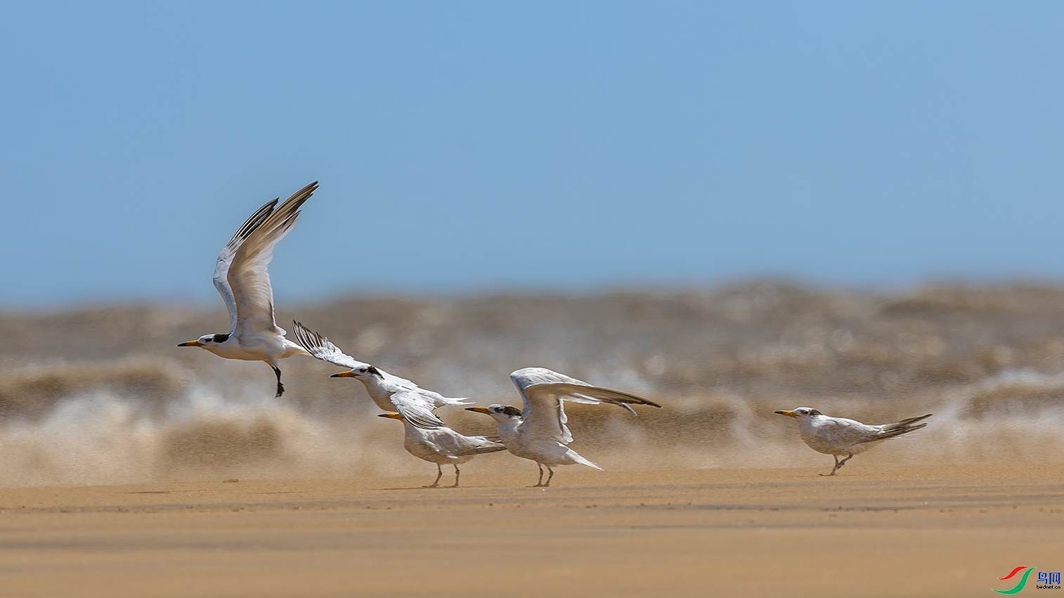 ��ɳ��Ÿ  ���� ����.jpg