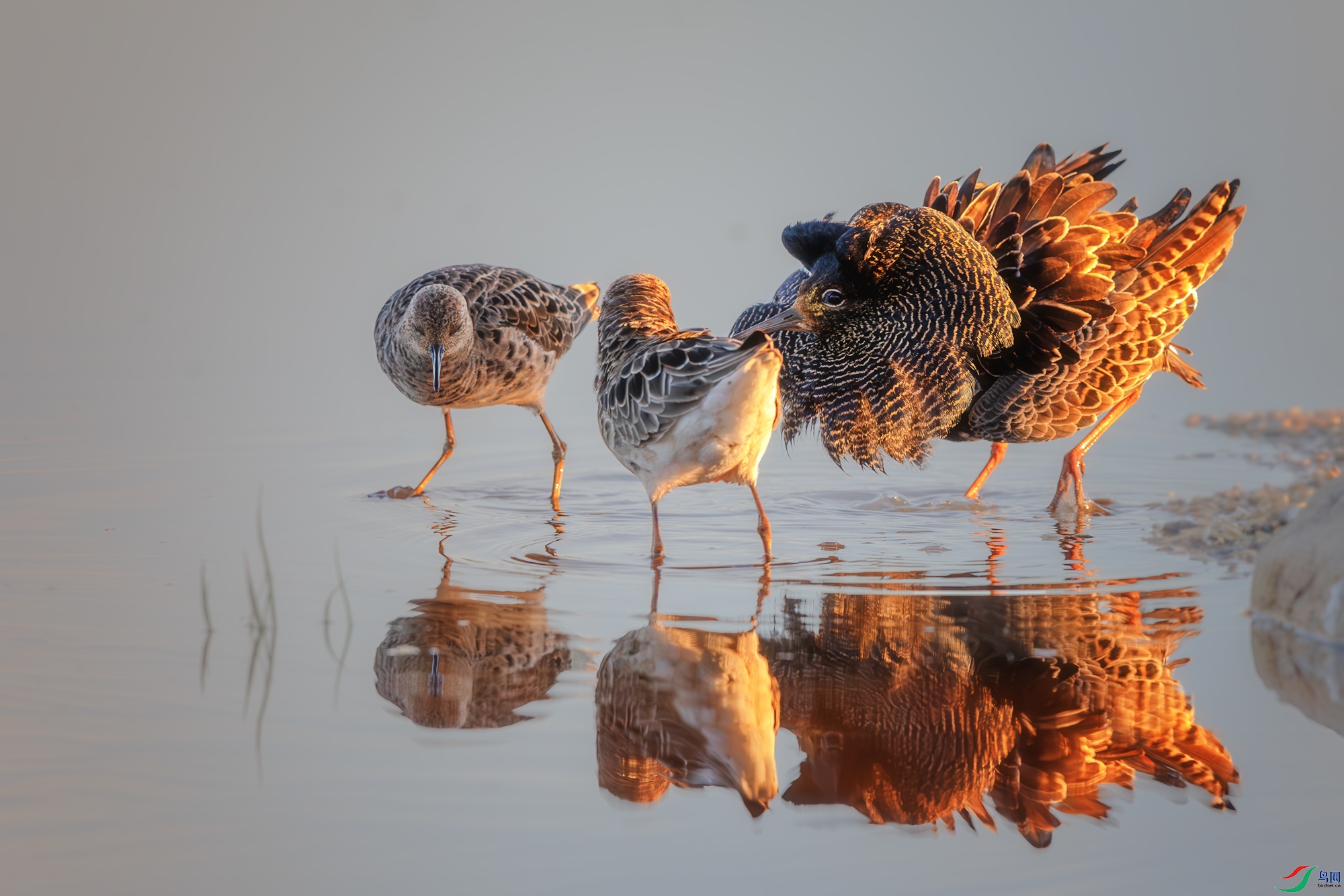 DSC_8083-����ǿ-NR ����_1.jpg